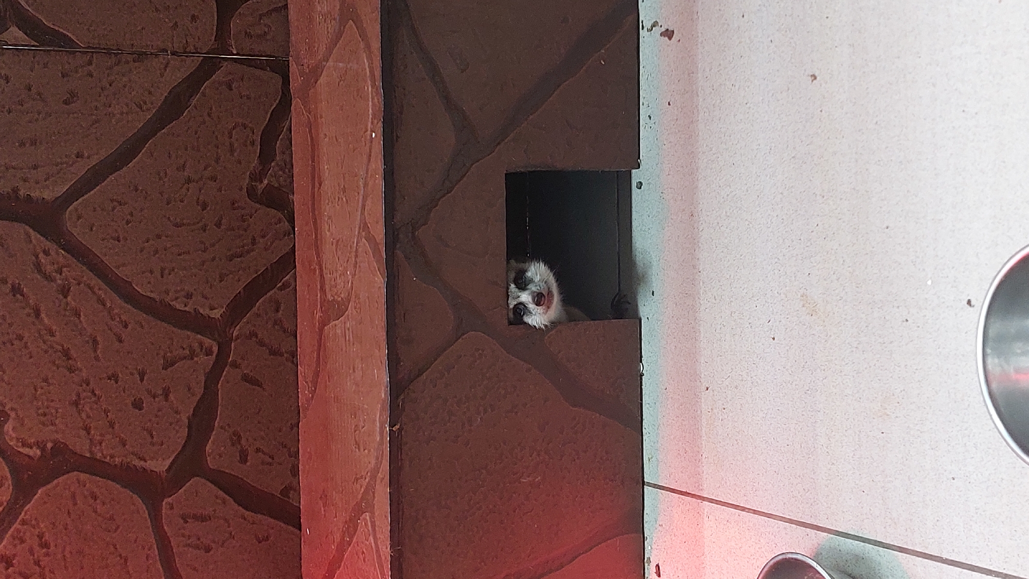 A ferret with black and white markings on its face peeks out from a dark opening in a brown, rock-like structure. The structure has a rough texture and is positioned on a tiled floor. The background features a wall with a similar rock-like pattern, illuminated by red light. The scene appears to be indoors, possibly in an animal enclosure or habitat.