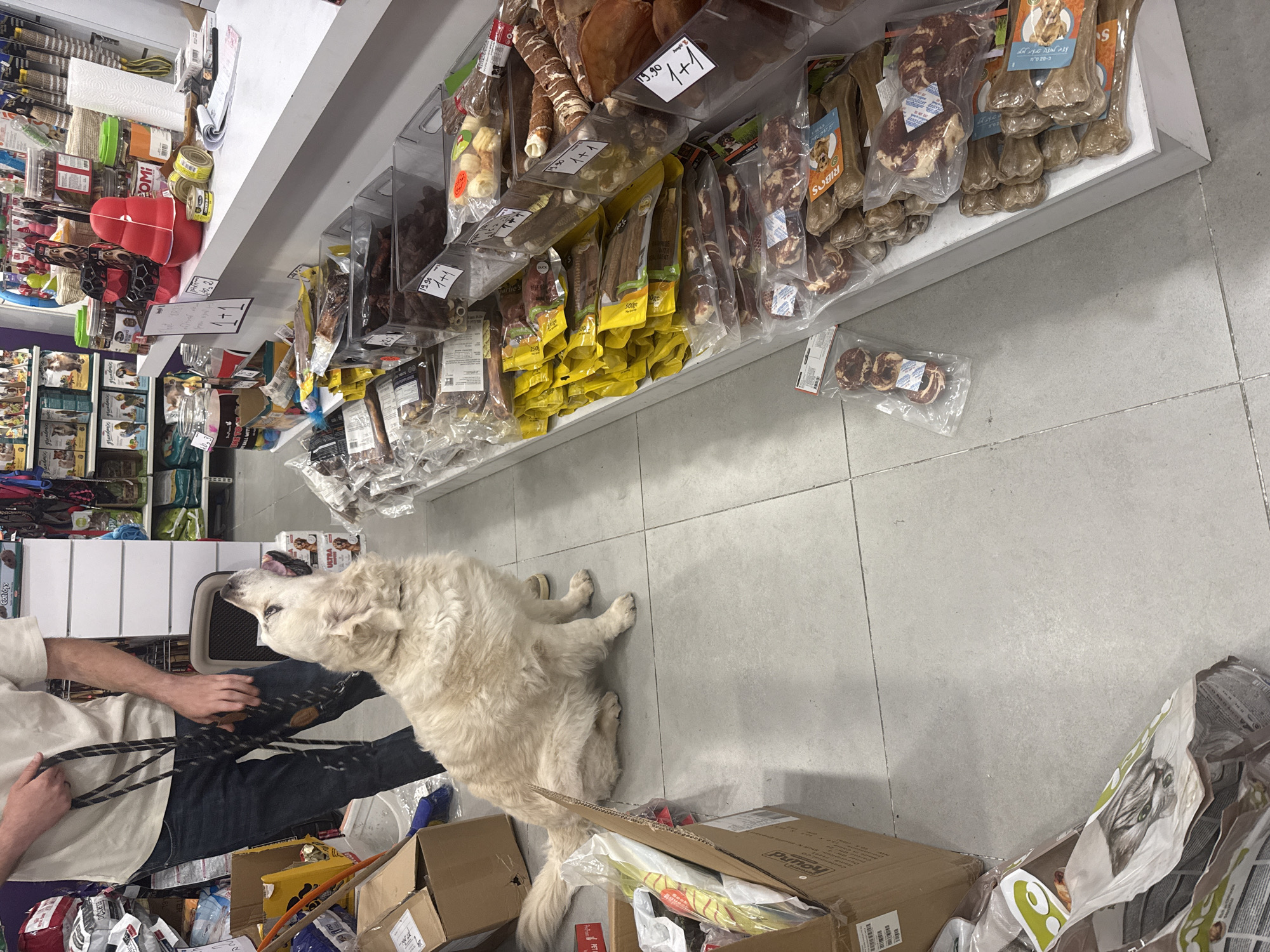 A large, fluffy, light-colored dog is the central subject, lying on a light grey tiled floor in what appears to be a pet store. The dog, possibly a Golden Retriever or similar breed, has its head tilted upwards, attentively looking towards a standing person whose lower torso and legs are visible in the left foreground. The person wears a light-colored shirt and blue jeans, holding a black and white braided leash that connects to the dog's collar.
The surrounding environment is a retail space dedicated to pets. To the right, numerous shelves are laden with various packaged dog treats and chews, many in clear plastic bags or yellow pouches. Several items feature white price tags displaying "19.90" and "1+1" (likely a "buy one get one free" offer). Other visible texts on packages include "RIBOS," "DUCK," "BEEF," and "250" (possibly a quantity or weight).
On the left side of the frame, behind the person, more shelves display a variety of pet products, including canned pet food (brand "COMI"), a red heart-shaped toy, and paper towels. The bottom of the image shows open cardboard boxes and large bags of pet food, one with "ULTRA" and "BALL WITE" visible, suggesting stock or recently delivered items. Another bag has "PET" and "hound" printed on it, while a smaller bag is labeled "Cat Toys."
The scene captures a calm moment during a shopping trip to a pet store in Tel-Aviv, Israel, with the dog patiently accompanying its owner. The dog's focused gaze suggests anticipation or observation of its owner or the surrounding products.
