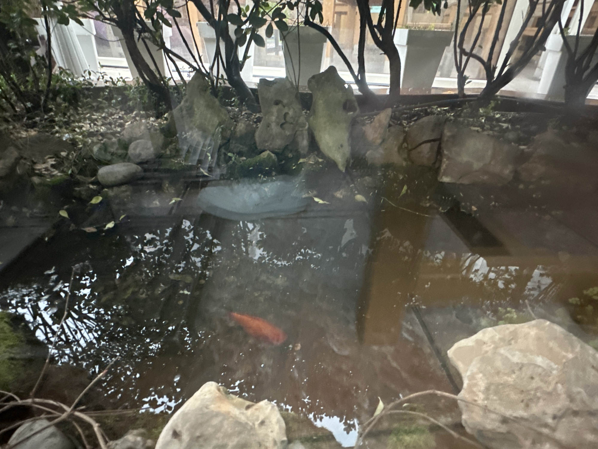 The image depicts a small pond within what appears to be an indoor setting. The pond is surrounded by rocks and plants, creating a miniature ecosystem. One orange fish is visible in the water. The surrounding environment features trees in pots. The location is not discernible from the image.