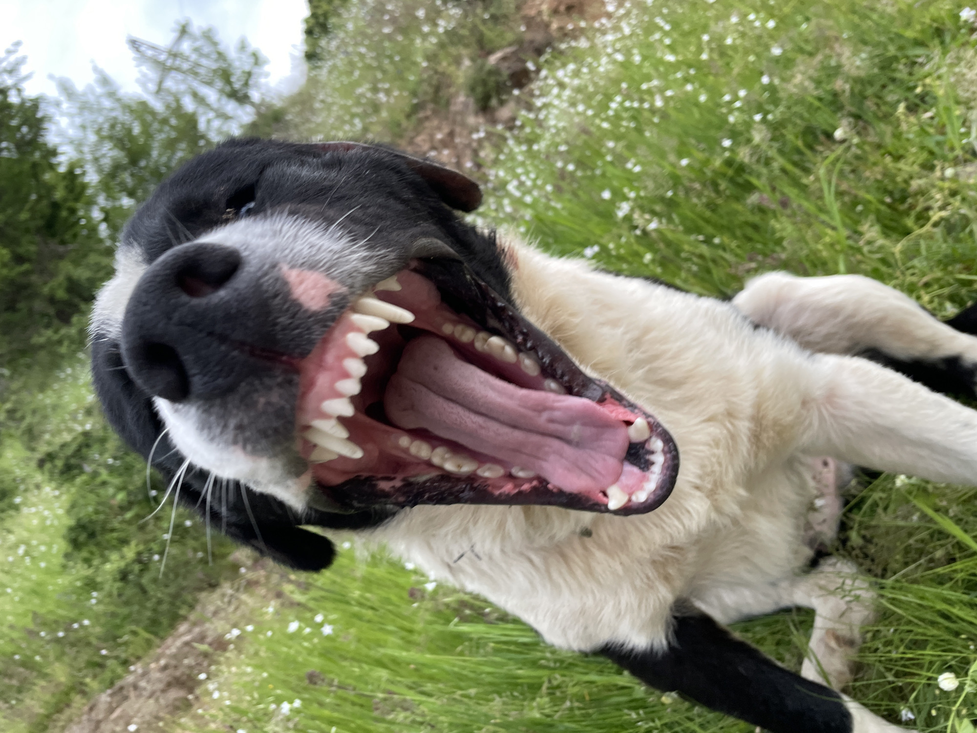 A close-up, slightly skewed image shows a black and white dog with its mouth wide open, revealing its teeth and tongue. The dog is lying on grass with small white flowers scattered throughout. The background includes a blurry green hill or slope and some trees. The location is Zlatograd, Bulgaria.