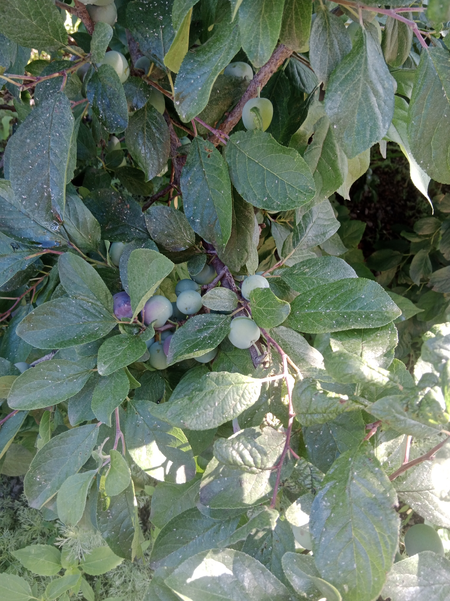 The image displays a close-up view of a plum tree branch laden with unripe green and a few purple plums. The plums are small and round, some hanging individually, others in clusters. The tree's foliage is dense, with numerous green leaves, some appearing dusty or coated with a fine white substance, potentially aphid exoskeletons or dust. Sunlight filters through the leaves, creating highlights and shadows. The background is blurred, showing hints of darker foliage and possibly the ground. The scene is set outdoors, in a natural environment, likely a garden or orchard. The location in Qobda, Kazakhstan, suggests a potentially rural or semi-rural setting within the city's administrative boundaries. No people or animals are visible in the image. The overall impression is one of a healthy, albeit possibly slightly infested, plum tree in its early fruiting stage.