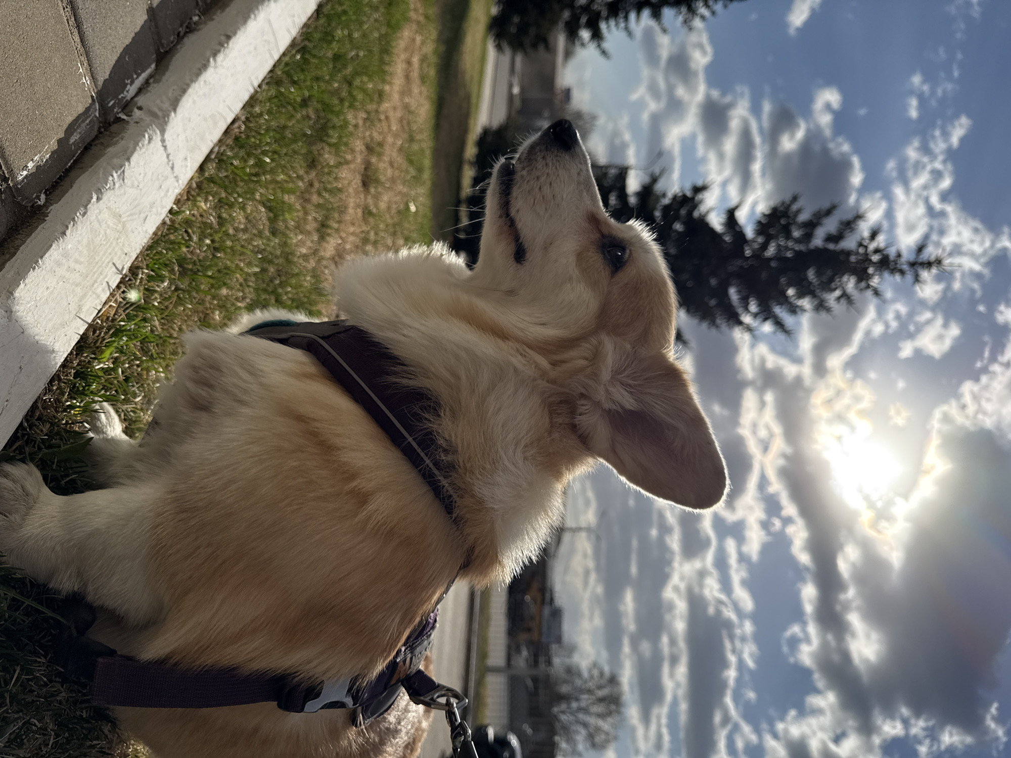 A light tan corgi dog with a dark brown harness is lying on the grass, looking upwards toward the sky. The dog is positioned close to a curb and a grassy area. In the background, there are trees, buildings, and a bright sky with scattered clouds. The location may be Krasnoyarsk, Russia, but this cannot be confirmed from the visual content of the image.