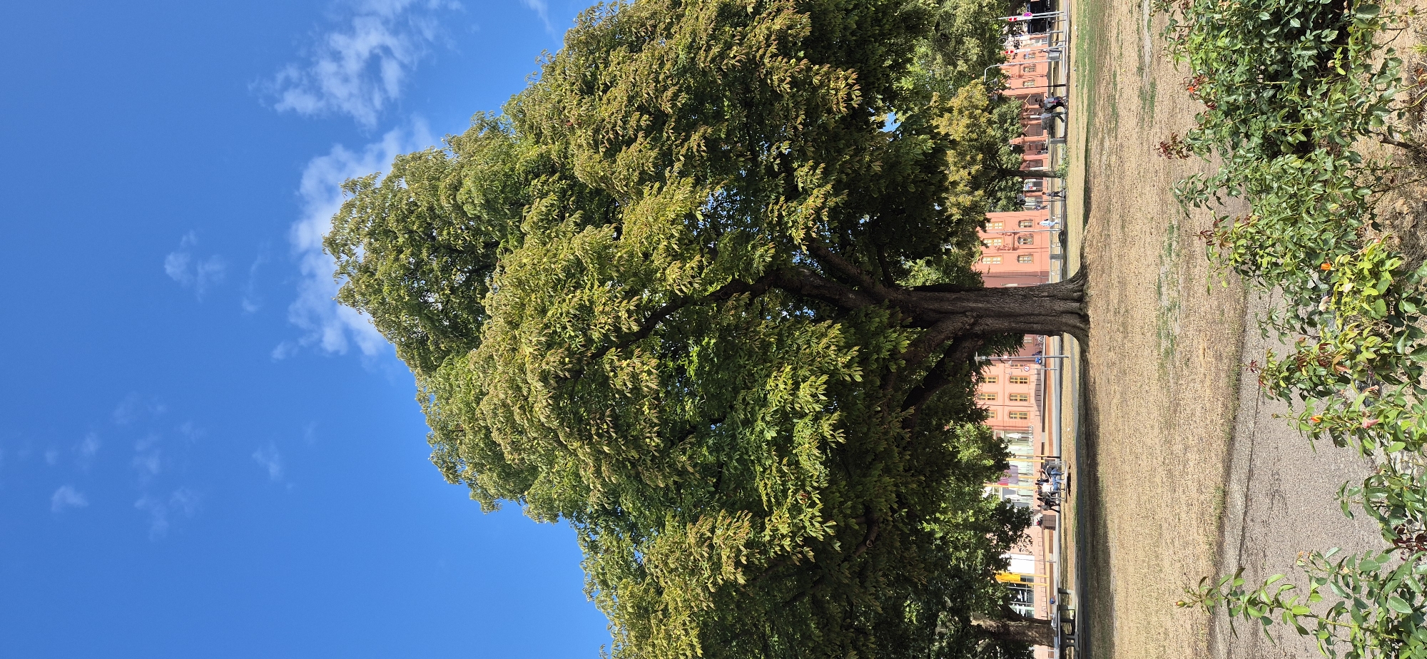 The image shows a large, mature tree with a broad canopy of green leaves. The tree is located in a park-like setting with dry, brown grass covering the ground. In the background, there are several people walking and sitting, as well as buildings with red facades and yellow windows. The sky is bright blue with scattered white clouds. This scene is likely in the Kirschgarten area of Mainz, Germany, given the distinctive red buildings and the presence of mature trees in a public space.