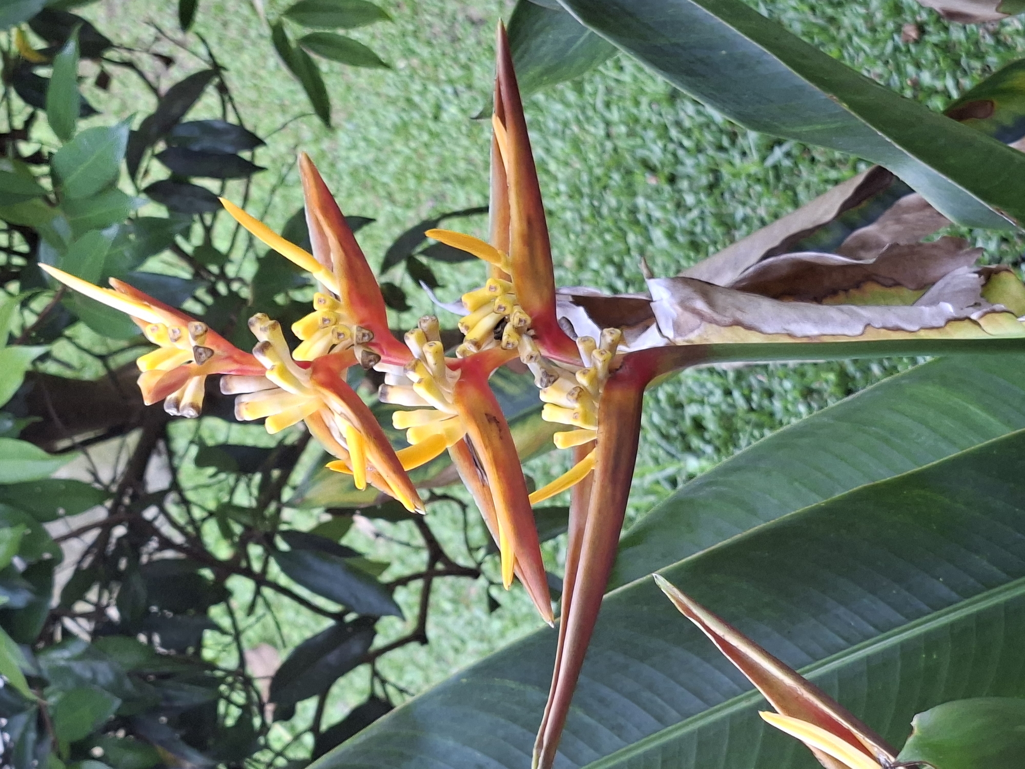 The image shows a cluster of Heliconia psittacorum flowers, also known as parrot flowers, with their characteristic orange and yellow colors. These flowers are surrounded by broad green leaves, some of which show signs of aging with brown, dried patches. The background includes greenery with other leaves and possibly a grassy area, which suggests an outdoor setting such as a garden. The photograph was taken in Lodtunduh, Indonesia.