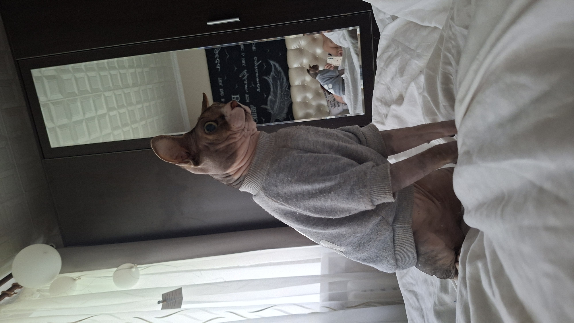 A Sphynx cat wearing a gray sweater kneels on a white duvet. The cat faces right, with its head turned to look into a mirror. In the mirror's reflection, another Sphynx cat in a similar sweater is visible, also facing right. The background of the room is dark, with a closet door to the right and a window with sheer white curtains on the left. The room appears to be a bedroom, likely in an apartment in the city of Myadzyel, Belarus.