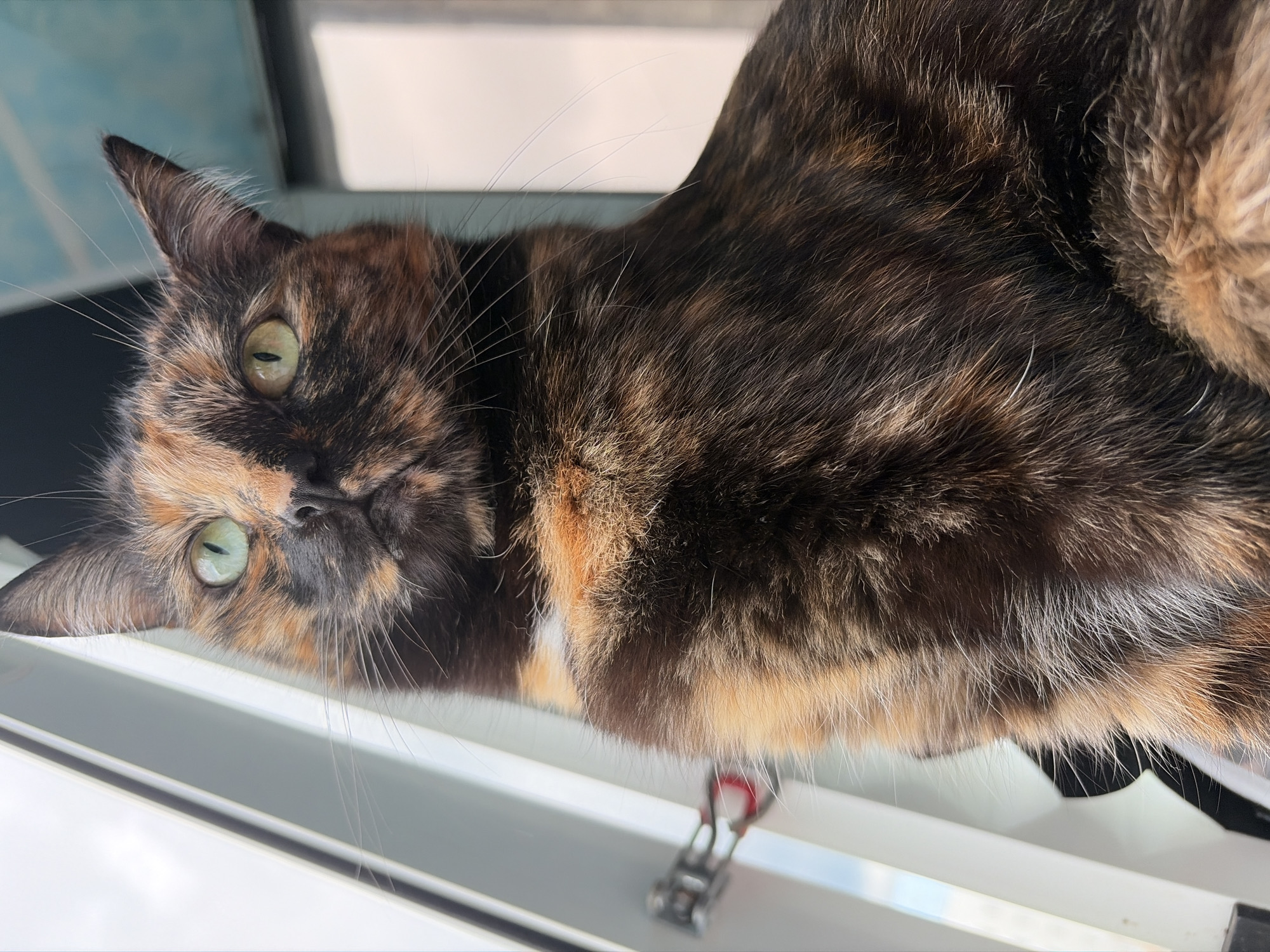 A tortoiseshell cat with green eyes is lying down on a windowsill, looking upwards and to the left. The cat's fur is a mix of black, brown, and orange patches. Its body extends out of the frame to the right. The windowsill appears to be white and has a metal clip attached to its edge. In the background, there is a blurry blue and white patterned surface. The lighting suggests it is daytime, and no specific weather conditions are discernible. The scene appears to be indoors. There is no visible text in the image.