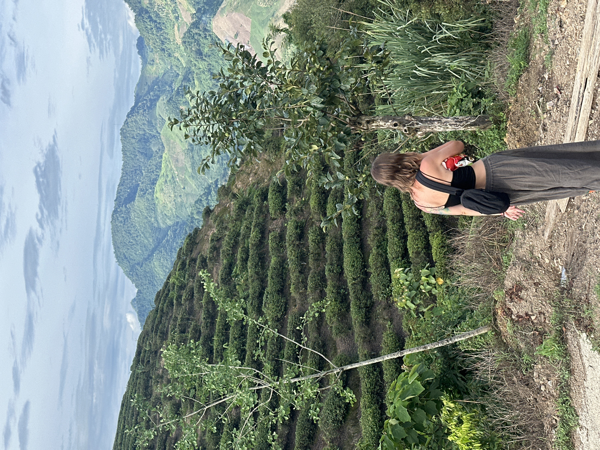 The image depicts a scenic landscape in To Mua, Vietnam, characterized by rolling green hills and lush vegetation. In the foreground, a young woman with shoulder-length brown hair stands with her back to the camera, wearing a black crop top and loose grey pants. She has a black crossbody bag slung over her shoulder and appears to be holding a red object in her right hand.
The background features terraced tea plantations cascading down a hillside, creating a visually striking pattern of green. Beyond the plantations, a series of mist-covered mountains rise, their peaks softened by the distance. The sky is partly cloudy, with a mix of blue and white. The terrain in the immediate foreground consists of dry grass, dirt, and a few scattered wooden planks. A small tree with sparse leaves stands to the left of the woman, and a larger tree with dense foliage is positioned to her right, partially obscuring the view of the tea fields behind it. The overall impression is one of natural beauty and tranquility, likely a popular viewpoint or hiking area.