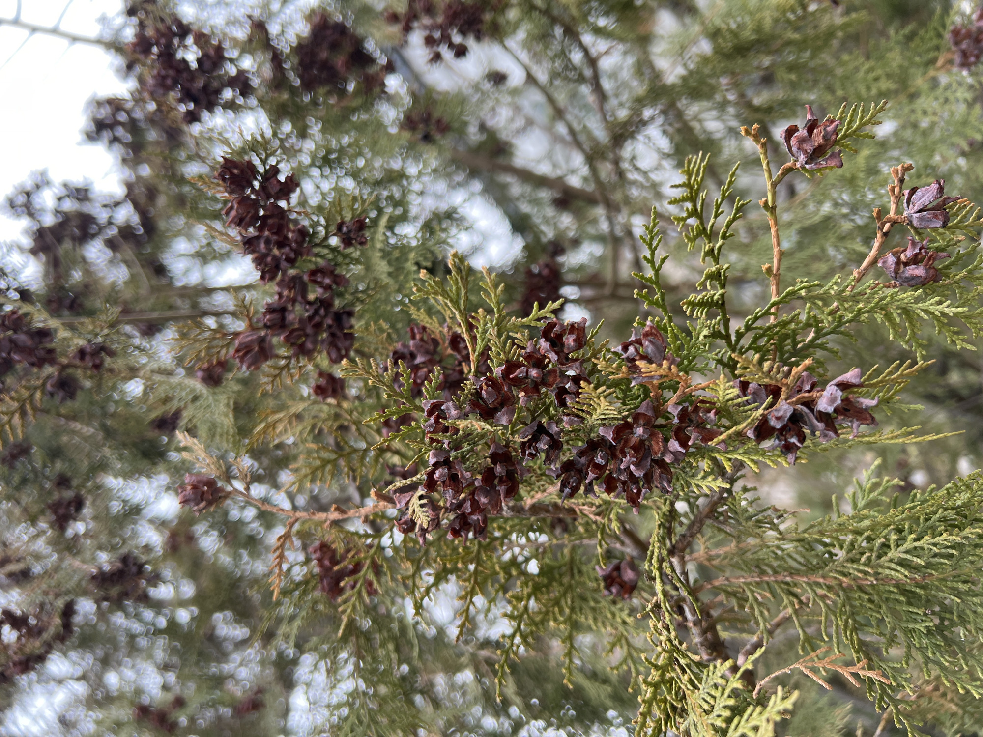 A close-up shot depicts coniferous branches, laden with numerous dark brown seed cones, against a backdrop of blurred branches and a light-colored sky. The scene is generally characterized by natural, wintry hues. While the city of Kazan, Russia is specified as the location, no elements in the image explicitly confirm or deny this assertion. No people, subjects, objects, actions or interactions are visible. The environment appears to be an outdoor setting in winter.