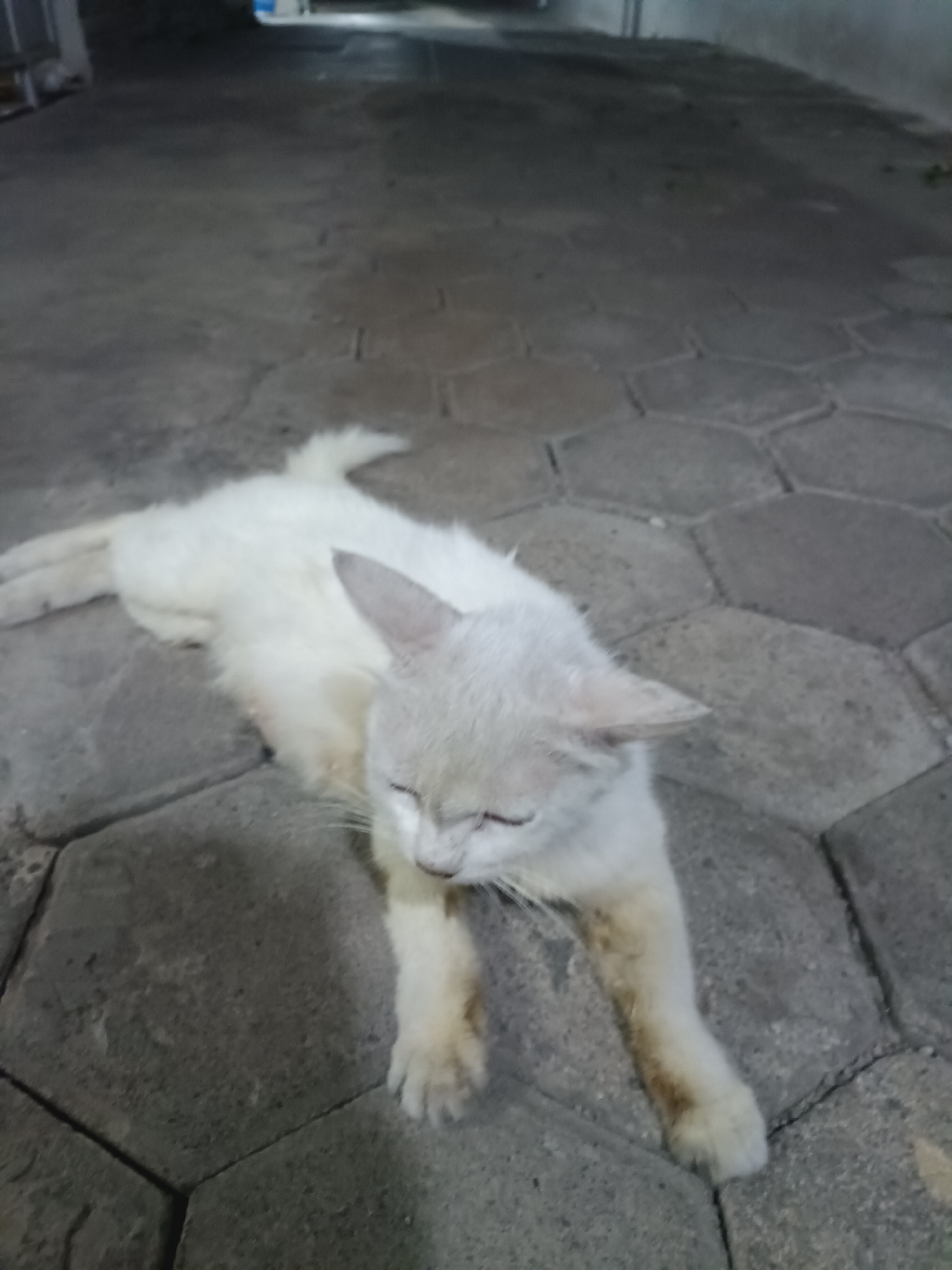 A fluffy, light-colored cat with cream-colored fur is resting on hexagonal paving stones outdoors. The cat is lying on its side, with its head turned towards the viewer and its eyes closed. Its front paws are extended forward. The background shows a dimly lit, paved area, possibly a walkway or alley, with concrete walls visible in the distance. The scene appears to be located in a city environment, consistent with an urban setting in Yogyakarta, Indonesia.