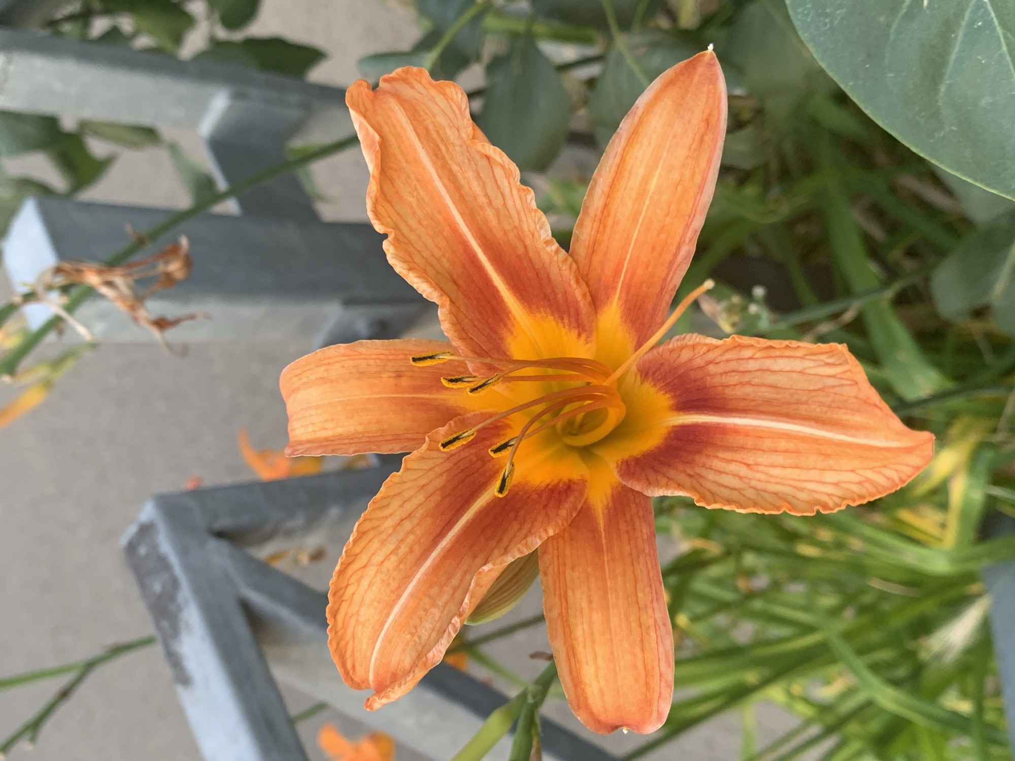 An extreme close-up shot captures an orange tiger lily flower in full bloom, its petals unfurling in a star-like pattern. The flower dominates the frame, with its vibrant orange hues transitioning to a deep yellow and reddish-brown at the center. The stamens, tipped with black anthers, are clearly visible, adding detail to the flower's reproductive parts. In the background, a blurry, grey metal fence runs horizontally across the image, partially obscured by lush green foliage and the flower's stem. The overall lighting suggests an outdoor setting, likely during daylight hours, with a shallow depth of field that keeps the flower in sharp focus while softening the background elements.