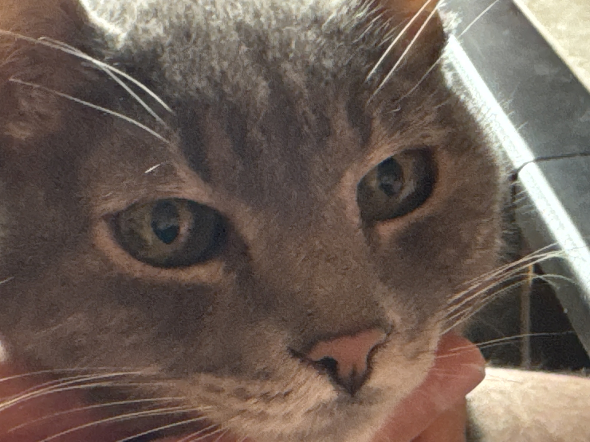 The image presents a tightly cropped, close-up view of a domestic cat's face, displaying grey tabby fur with subtle stripe patterns on the forehead and cheeks. The cat's eyes are a greenish-hazel, reflecting a bright light source positioned to the right of the frame. A small, pink nose and numerous long, white whiskers are prominent. A human hand, with light skin, is visible at the lower right, appearing to gently cradle or interact with the cat's jawline. The background is significantly blurred, consisting of indistinct dark and lighter geometric shapes, suggesting an indoor setting with artificial or natural light from the right. The exact geographical location, including the city of Solikamsk, Russia, cannot be determined from the visual information provided.
