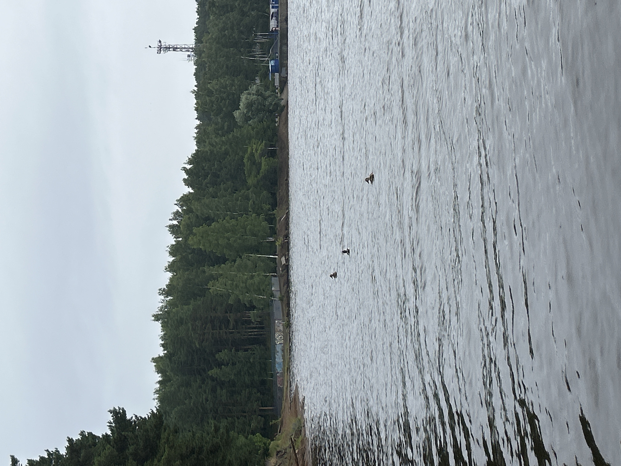 The image displays a body of water with a forested shoreline on the left. The water has ripples, suggesting a gentle breeze or current. Three ducks are visible swimming on the water. In the background, a dense forest covers the land, with a tall communication tower and some structures, possibly industrial buildings, visible near the tree line. The sky is overcast and gray, indicating a cloudy day. The overall scene depicts a natural landscape with some human infrastructure. The image is oriented vertically, with the sky at the top and the water and shore stretching towards the bottom.