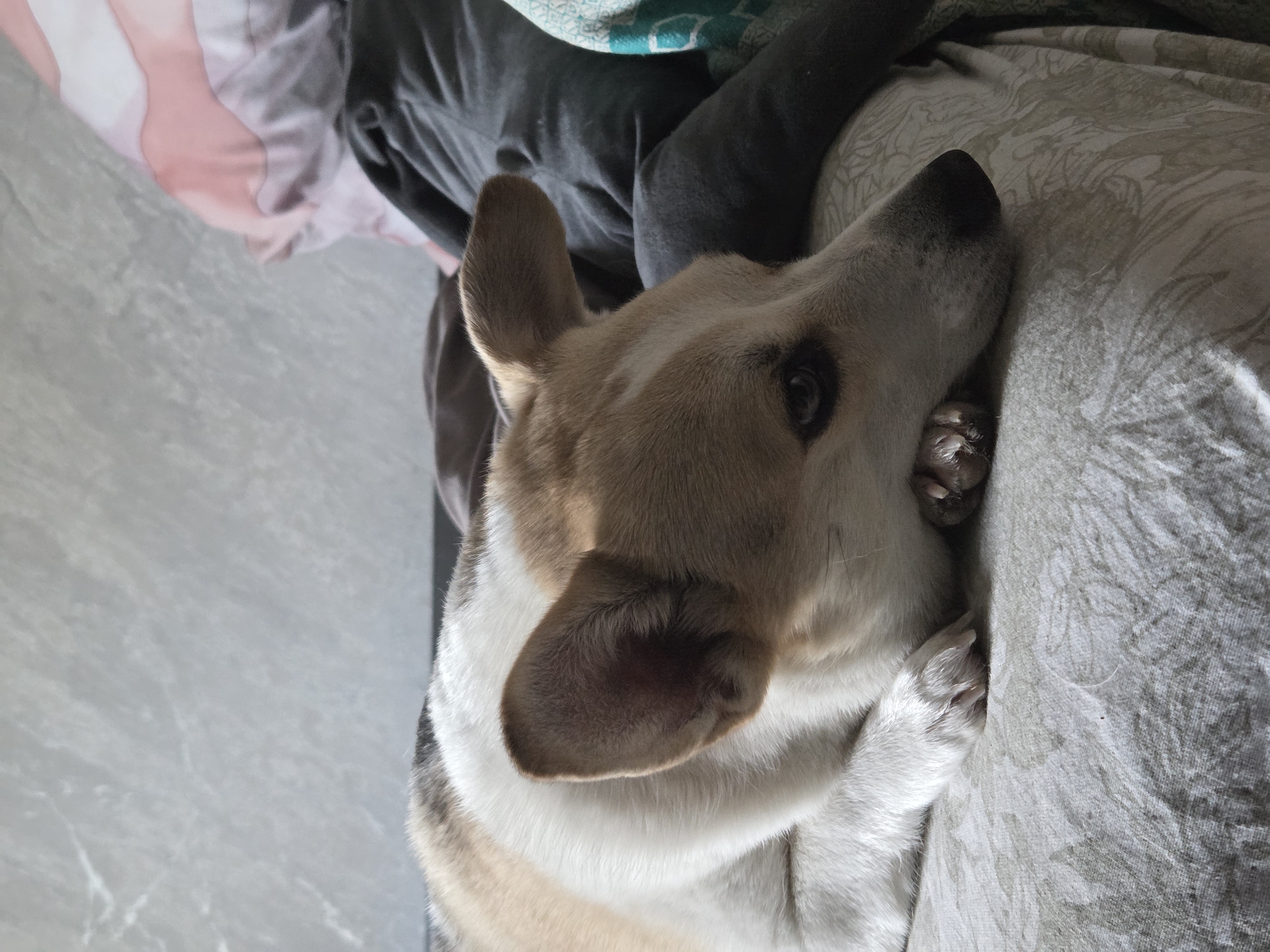 The image depicts a corgi dog lying on a patterned light-colored bedspread. The dog has tan fur on its head and white and beige fur on its body. The dog's paws are curled up near its face. The dog's eye is open and appears to be looking at the camera. Some clothing is visible in the background. The location and city are not identifiable in the image.