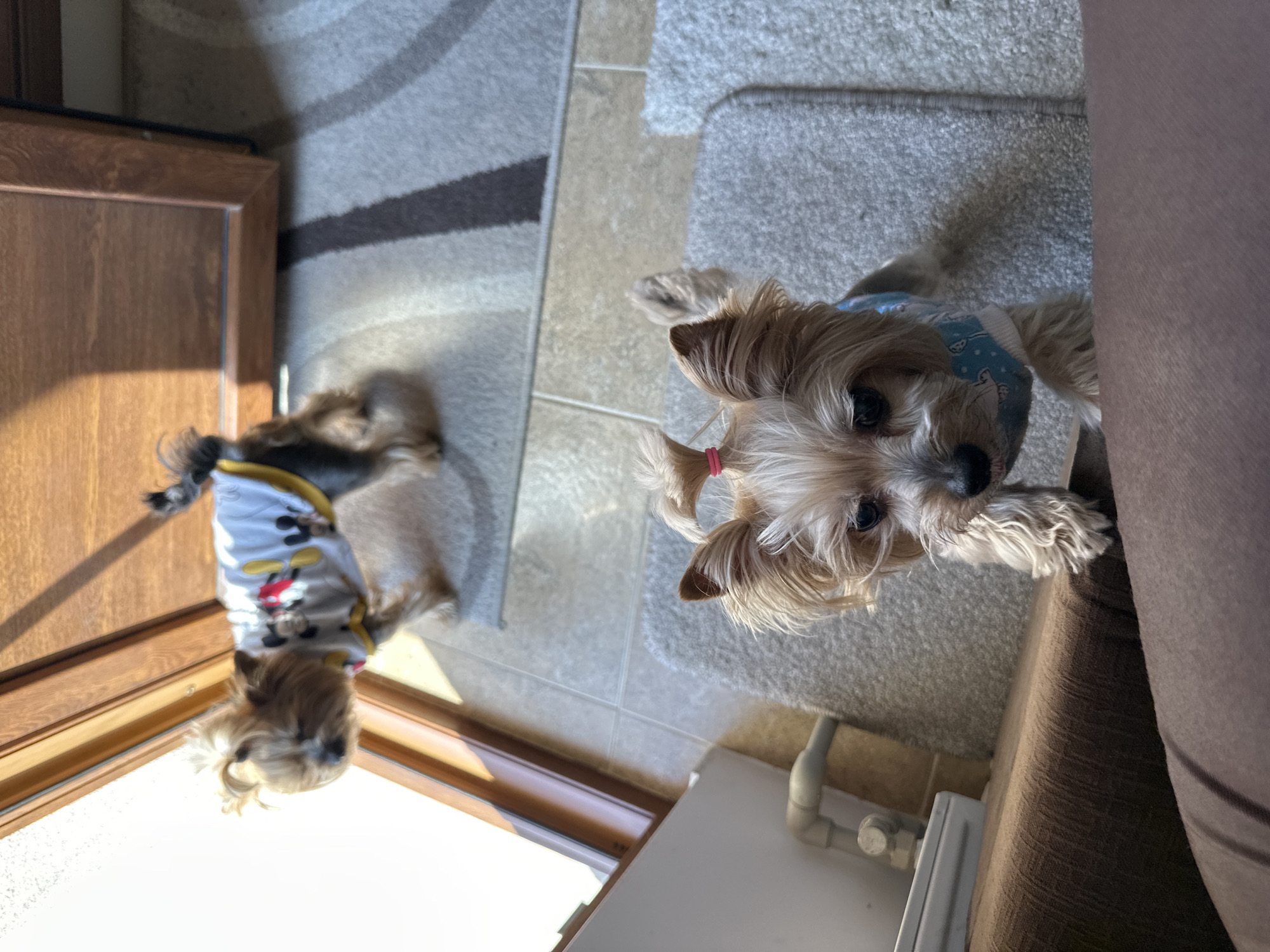 A tan and gray dog, possibly a Yorkshire Terrier, wearing a blue patterned harness stands on a gray rug. Another similar dog, wearing a white t-shirt with a cartoon character design, lies on its side near a wooden door or frame. The location is indoors with a tiled floor and a radiator visible in the lower right corner. Sunlight is shining in from the lower left corner of the image. The image does not provide information about Montana, Bulgaria.