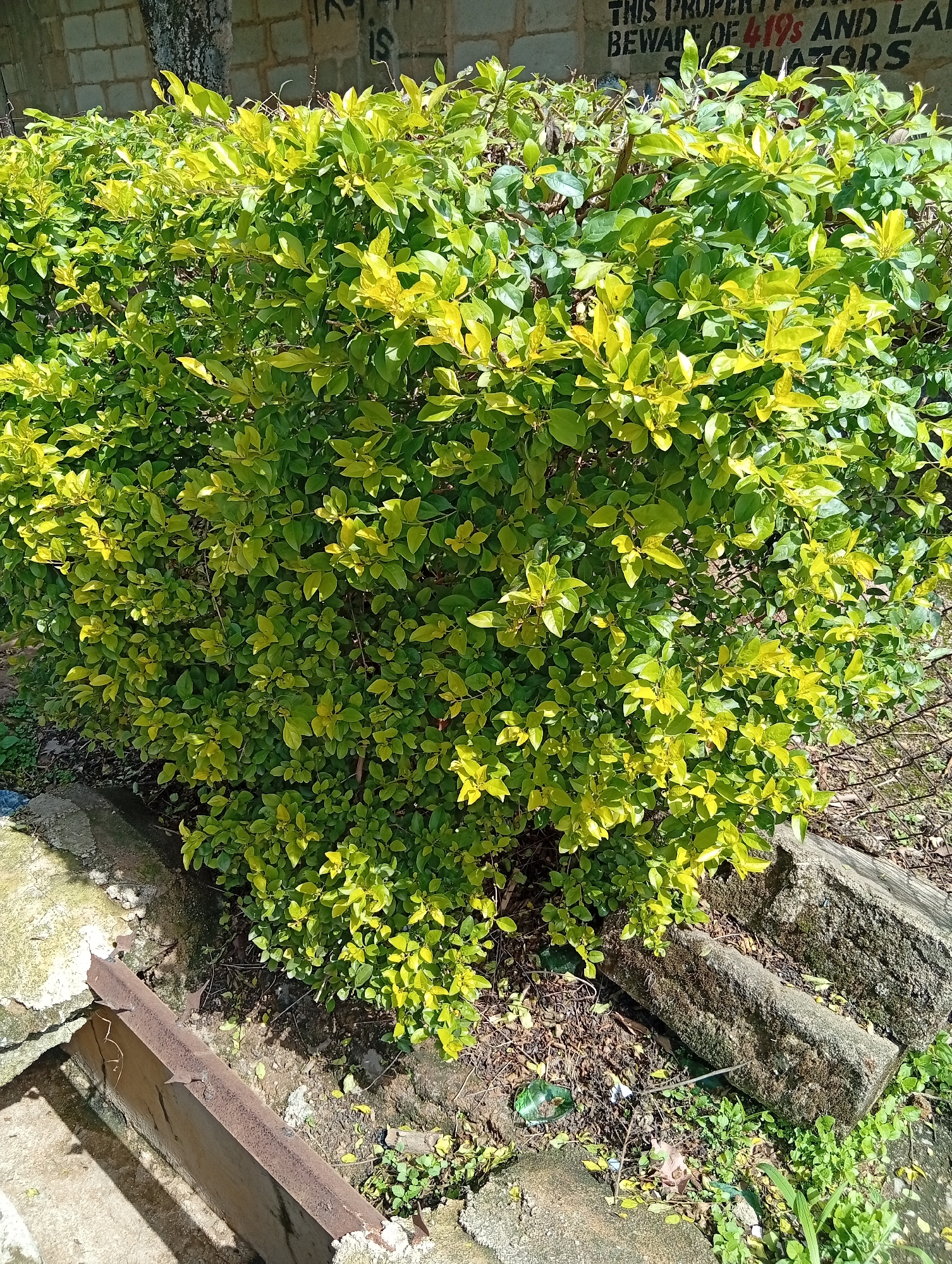 The image depicts a dense, vibrant green hedge with some leaves showing yellowing, likely due to sunlight or seasonal changes. The hedge is located outdoors, with a textured brick wall visible in the background. There is also a tree trunk with a rough surface behind the hedge. In the foreground, a concrete structure or edge is present, along with rocks and dry leaves scattered on the ground. The scene suggests an outdoor setting in a well-maintained or natural area. The specific location in Jos, Nigeria, is not visually identifiable from the image itself.