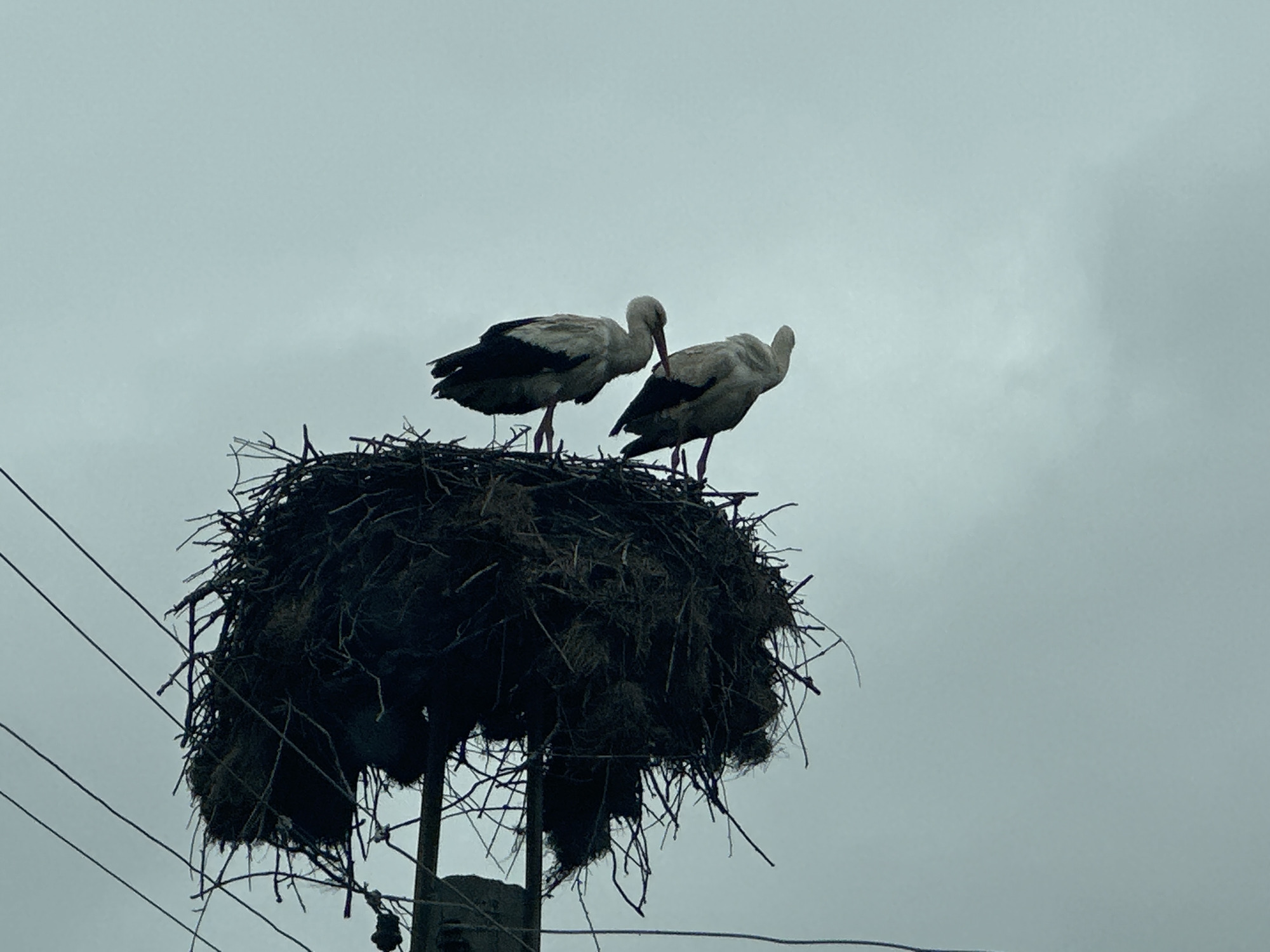 Two white storks with black wing tips stand in a large, dark nest constructed on top of a utility pole. The nest appears to be made of sticks, mud, and possibly other nesting materials. Power lines run near the nest. The sky is overcast. This image depicts a scene in the city of Choba, Bulgaria.