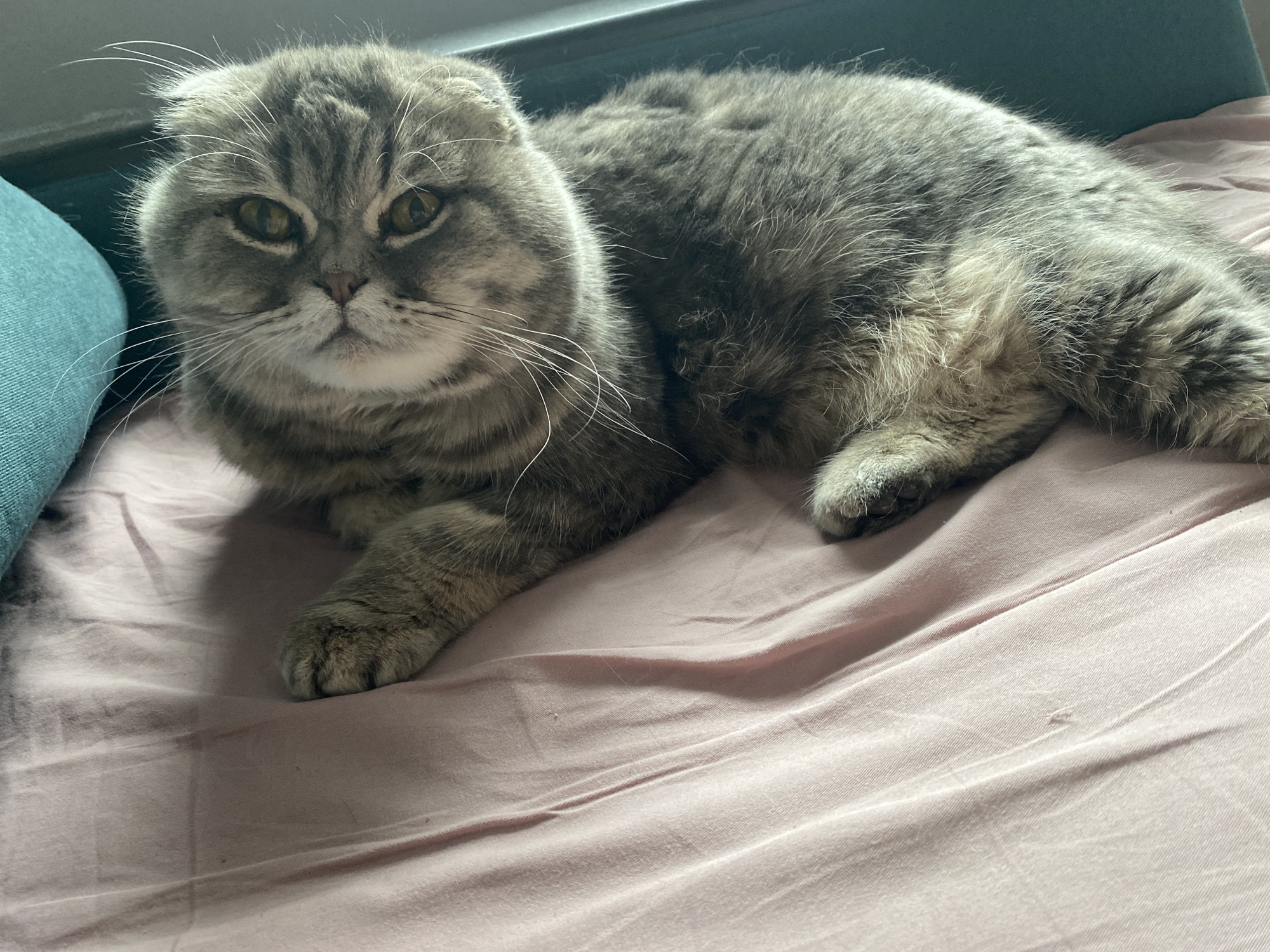A gray tabby Scottish Fold cat is lying on a pink bed. The cat is facing the camera, with its paws extended. The background includes a teal-colored headboard and a blue pillow. The location is not identifiable as Noviy, Russia, or any specific city.