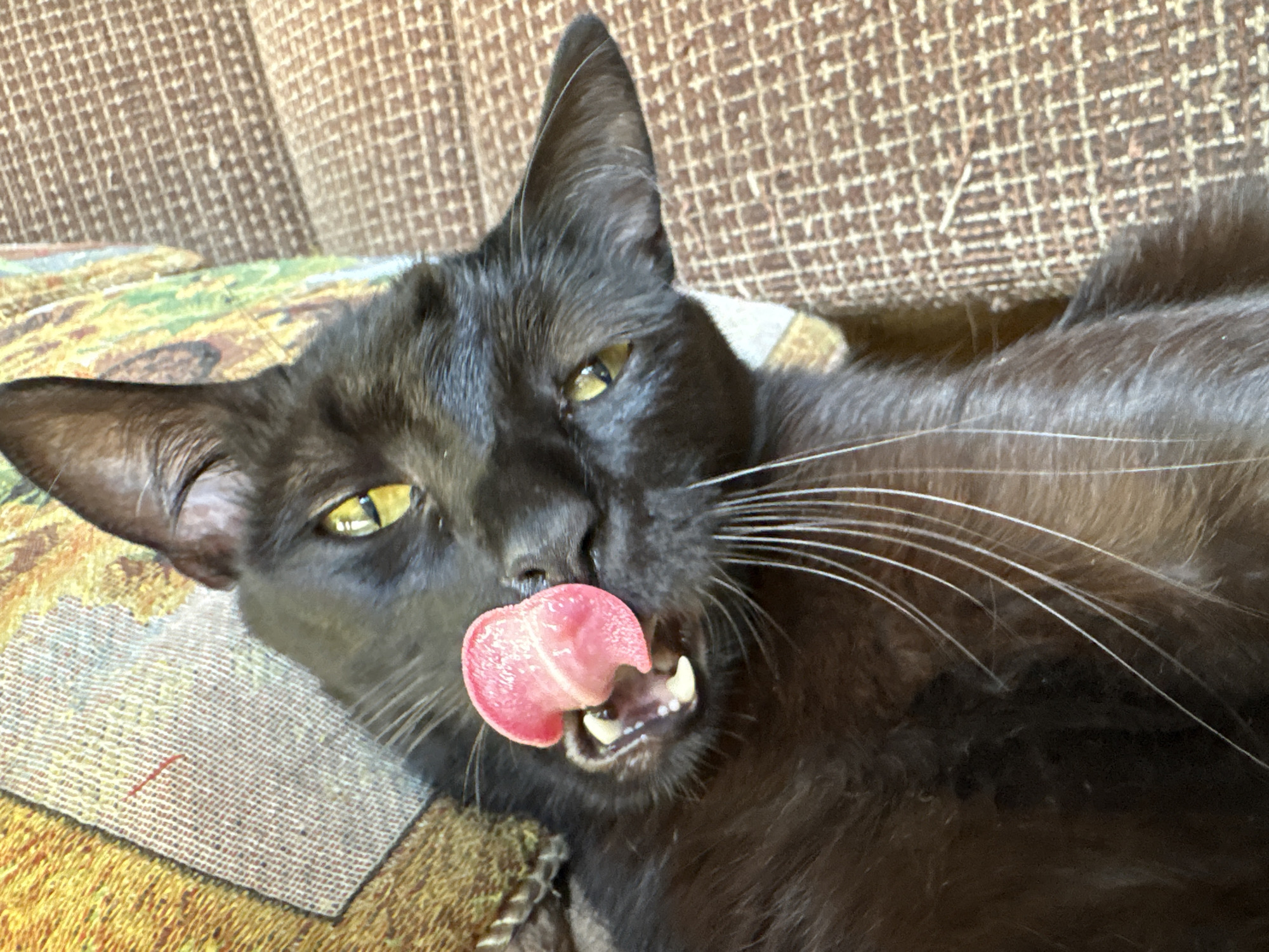 A black cat with yellow eyes is lying on its back on a patterned couch and a colorful pillow, with its pink tongue sticking out and partially covering its teeth. The cat's whiskers are long and white. The couch has a brown, textured pattern, and the pillow has a pattern with yellow, green, and brown hues. There is no visible indication of the cat's location within the city of Almaty, Kazakhstan.