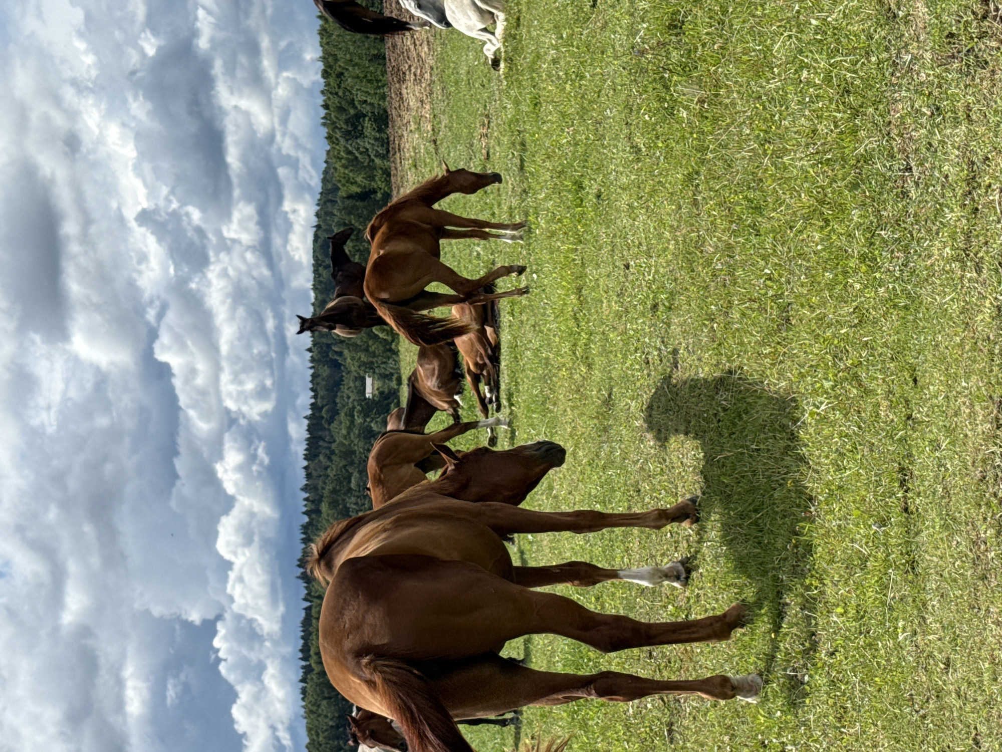 A herd of horses are gathered in a green, grassy field under a cloudy sky. The horses are of various brown shades, with some lying down and others standing. The field is bordered by a line of trees in the distance. The overall scene suggests a peaceful, rural setting, possibly a farm or pasture in Galinė, Lithuania.