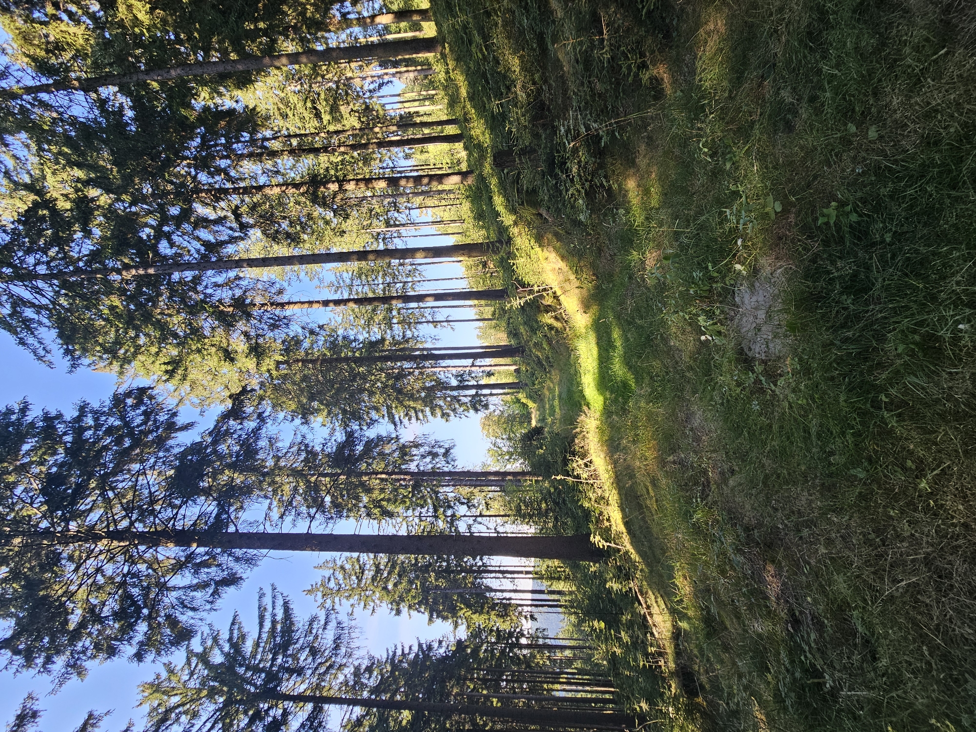 The image shows a sun-dappled forest clearing with tall evergreen trees. The ground is covered in a mix of grass and low-lying green vegetation, with dappled sunlight illuminating patches of the terrain. The trees are densely packed, creating a sense of depth and a canopy that filters the sunlight. A faint pathway or clearing appears to lead upwards into the forest. The sky is clear and blue. The scene is consistent with a natural forest environment, likely a park or recreational area, and is a plausible view of a forest path in or around Oberhof, Germany, a town known for its forested surroundings and outdoor activities. No people or animals are visible in the image.