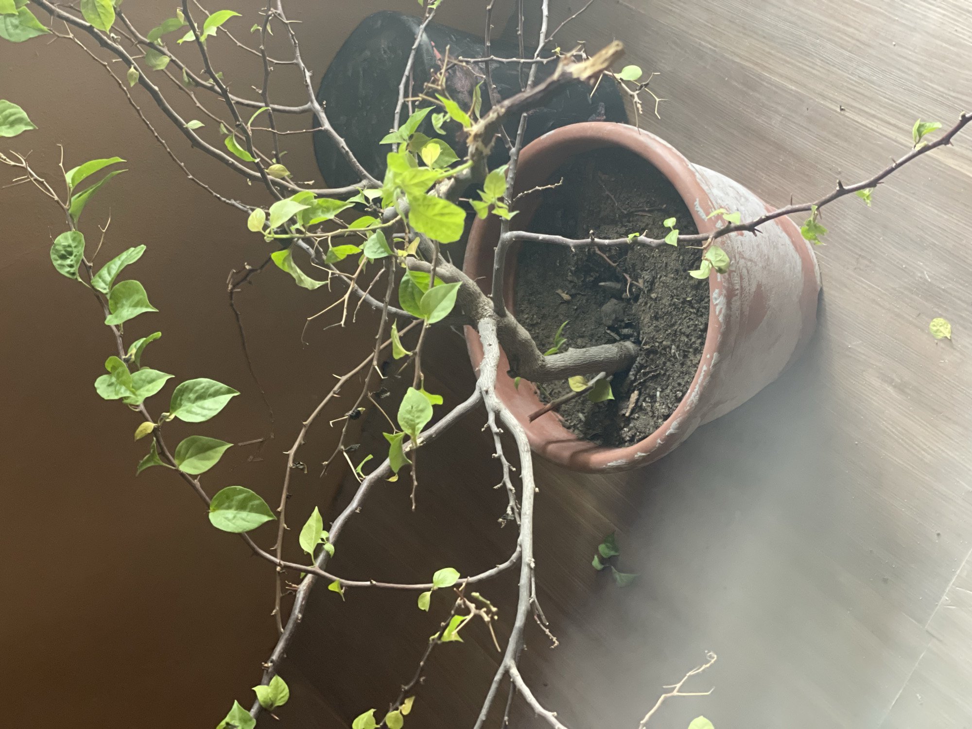 The image shows a potted bougainvillea plant, viewed from above. The plant has many bare, thorny branches, with clusters of green leaves towards the ends. The pot is terracotta colored and partially covered in dirt. It sits on a surface that appears to be wooden flooring. In the background, a dark, roughly circular object is visible, partially obscured by the plant. The lighting suggests an indoor environment, potentially near a window or artificial light source. There is no evidence to confirm the location of the image is Ojomu, Nigeria. The provided image contains no people or visible actions.