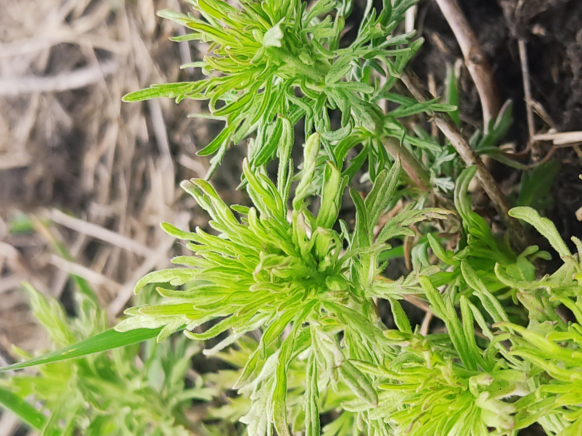 A close-up captures a cluster of bright green, feathery-leaved plants, possibly weeds or ground cover, situated on a patch of earth. The soil around the plants is a mix of dark brown and lighter, dried organic matter. Thin, brown stems weave amongst the greenery. The location is suggested to be Novyi Svit, Ukraine.