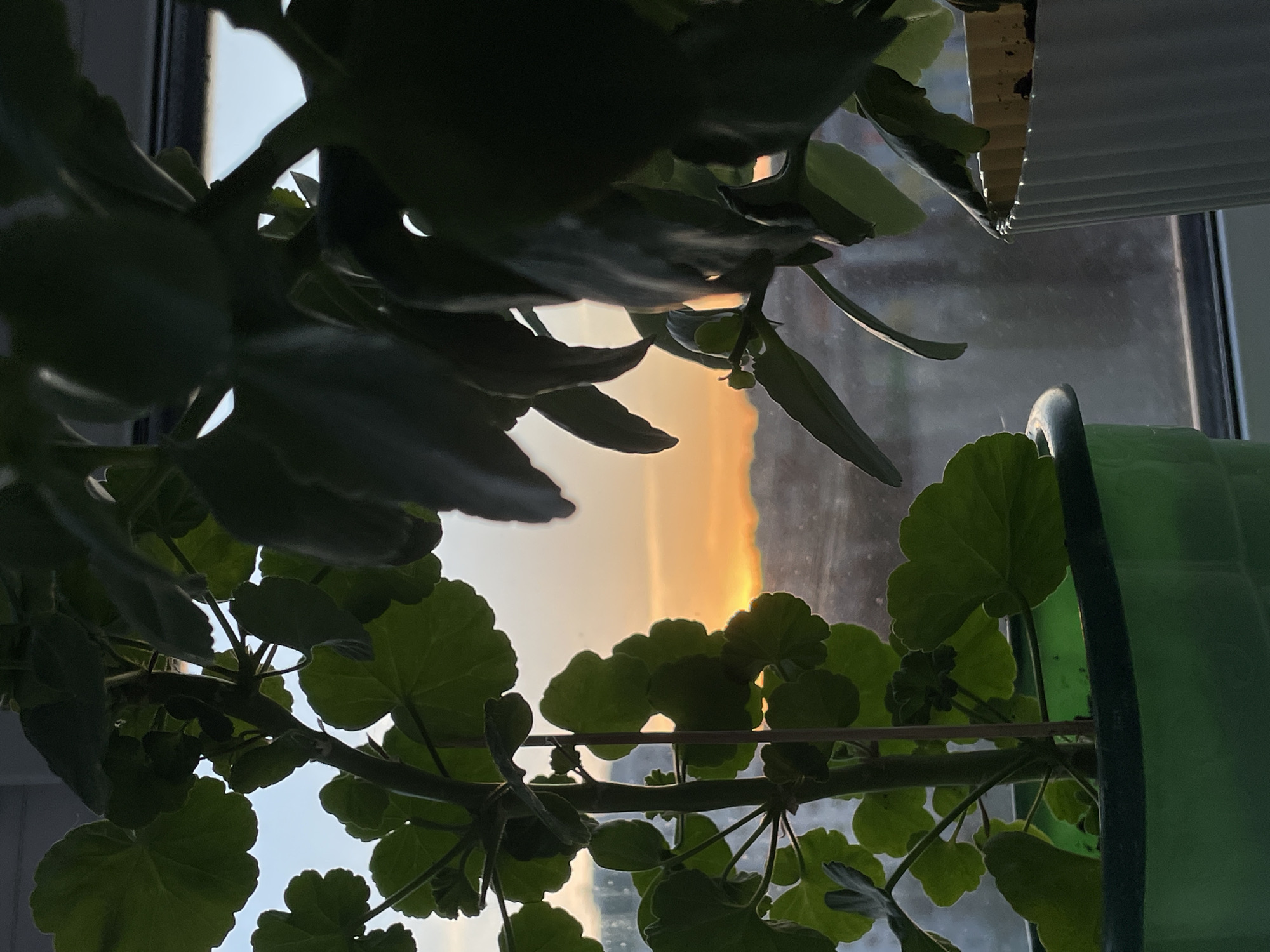 The image shows a view through a window in Izhevsk, Russia. The window is partially obscured by houseplants, including geraniums with round, lobed leaves. Outside the window, the sky is visible, with a yellow or orange glow suggesting sunrise or sunset. A window blind is visible at the top of the frame.