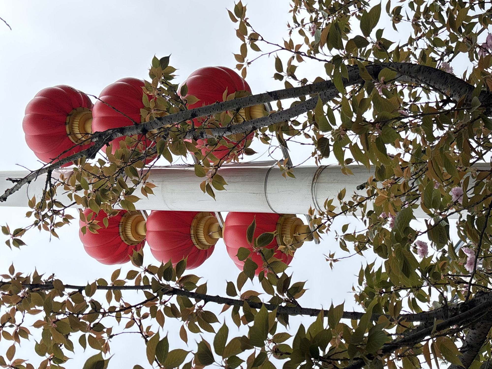 In Jiangjin, China, a tall, off-white cylindrical pole stands against an overcast, light gray sky. Six large, ribbed red lanterns, each featuring a golden decorative base, are mounted vertically along the pole. The foreground and midground are occupied by multiple tree branches bearing green and reddish-brown leaves, interspersed with sparse clusters of pale pink blossoms, partially obscuring the pole and the red lanterns. No human figures, actions, or additional structures are visible.