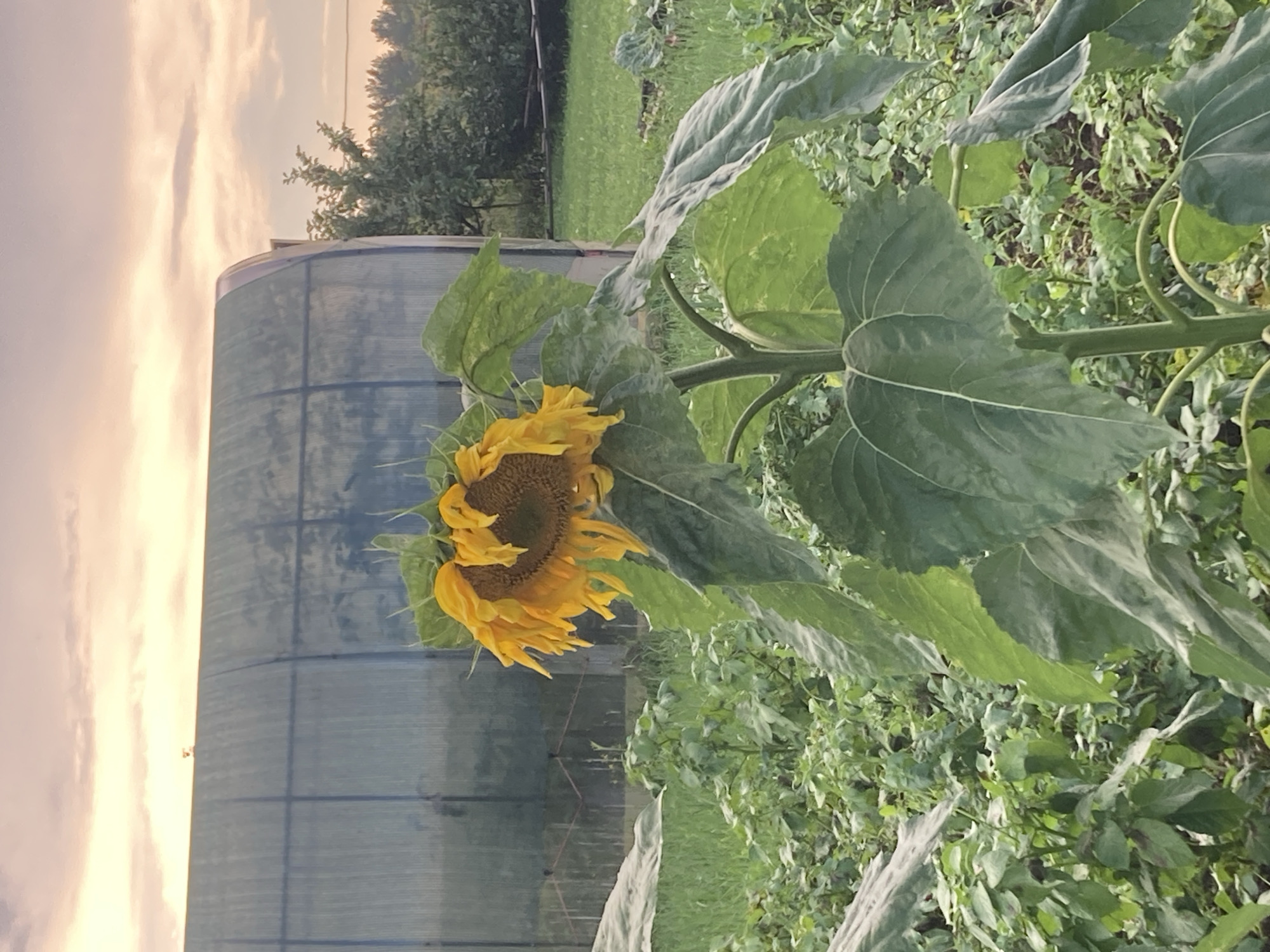 The image depicts a close-up view of a wilting sunflower in a garden setting, with a greenhouse structure visible in the background. The sunflower, with its drooping yellow petals and prominent brown center, is the central subject, occupying the majority of the frame. Its large green leaves are also visible, some appearing somewhat withered. Behind the sunflower, a translucent, curved greenhouse structure runs horizontally across the mid-ground. The background consists of lush green foliage and a soft, overcast sky with hints of pink and orange, suggesting either dawn or dusk. The overall environment appears to be a rural or suburban garden, possibly located in Большой Букор, Russia, given the context of the request. No people or specific actions are depicted in the image.