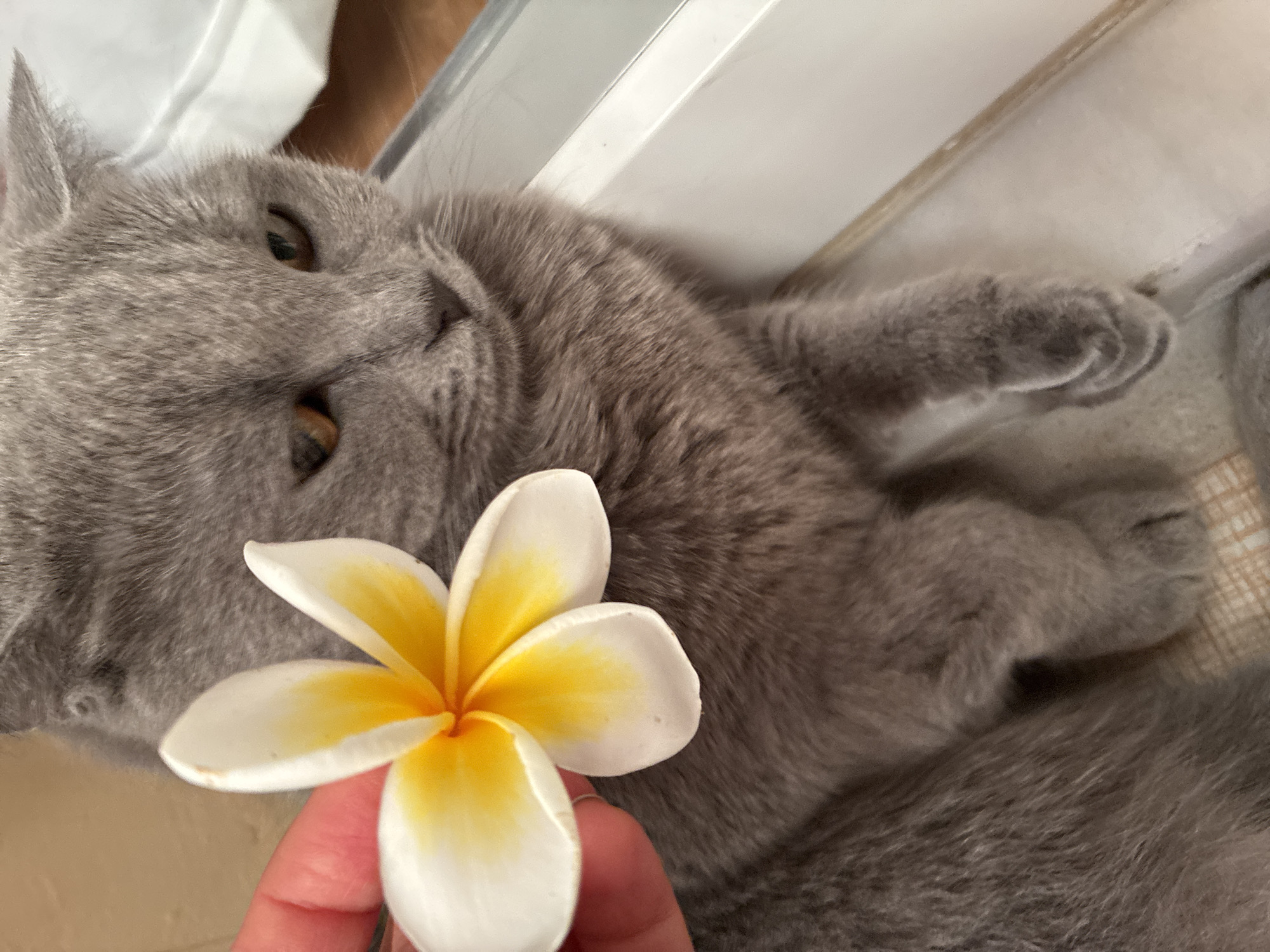 A close-up shot shows a grey cat with bright orange eyes, looking to the right with a slightly melancholic expression. A hand, with a visible ring on the ring finger, is holding a white and yellow plumeria flower near the cat's face. The cat is lying in a white rectangular container. The background appears to be a wooden surface and a white object. The scene is indoors, with no discernible elements placing it specifically in Alanya, Turkey.