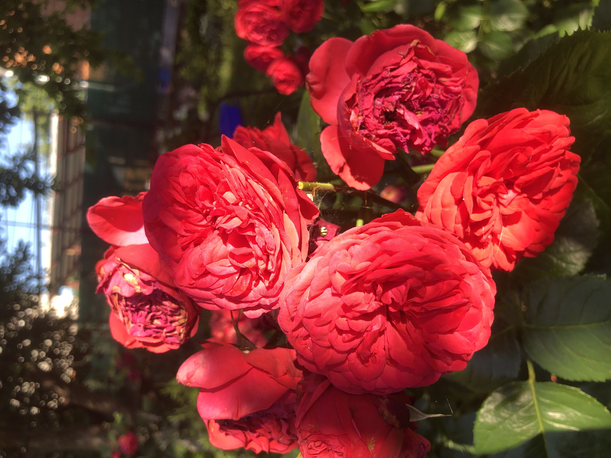 This is a close-up, eye-level photograph of a cluster of vibrant red roses in bloom. The roses are the primary focus, with their dense, layered petals illuminated by the warm light of what appears to be late afternoon or early morning sun. Several roses are in sharp focus, showcasing intricate details of their forms, while others are slightly blurred, creating a sense of depth. Green rose leaves are visible at the bottom and mid-left of the frame, also catching the sunlight. In the background, the scene is softly out of focus, revealing dappled light filtering through trees, a dark fence, and hints of structures, suggesting an outdoor garden setting within a residential or park area. The overall impression is one of natural beauty and tranquility.