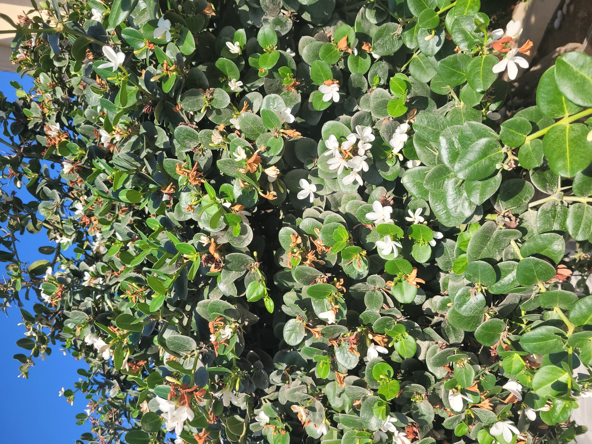 In the city of Episkopi, Cyprus, a lush green bush is captured in a full-frame shot. The bush is dense with numerous oval-shaped, dark green leaves, many of which appear slightly dusty. Interspersed among the foliage are small, delicate white flowers with star-shaped petals. Some of the flowers are in full bloom, while others are budding or have already withered, displaying brown, papery petals. The background consists of a clear, vibrant blue sky at the top of the image and hints of a light-colored, textured surface, possibly a wall or pavement, at the bottom. Sunlight highlights the glossy texture of some leaves and casts subtle shadows, indicating a bright, sunny day. No people or animals are visible in the image.