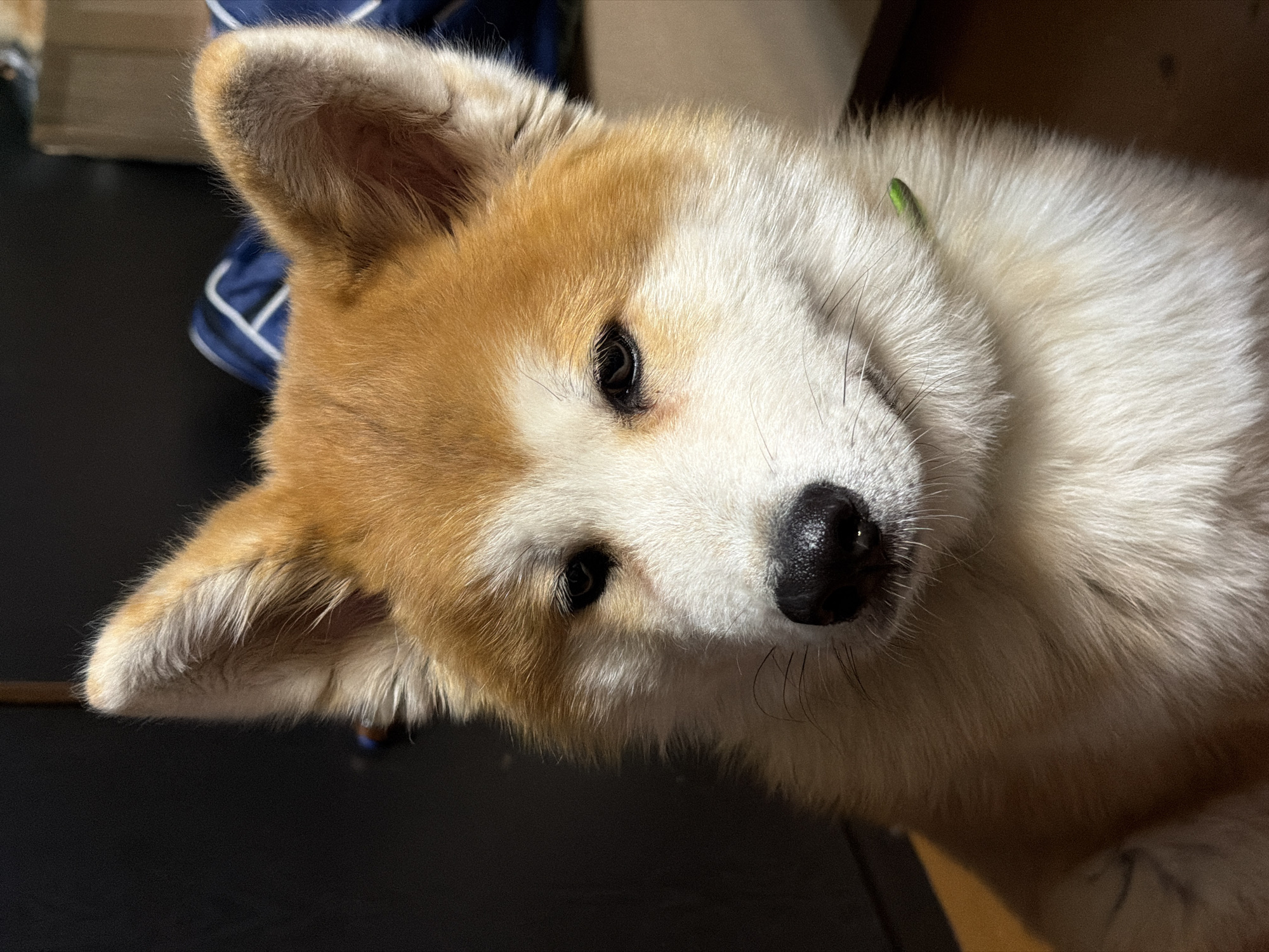 A close-up shot of a young, light-colored Akita Inu puppy. The puppy has a white body with orange markings on its head and ears. It is tilted slightly to the side, looking directly at the camera with dark eyes. Its nose is black and shiny. The puppy is wearing a green collar. The background is dark, showing a dark wooden surface and glimpses of dark blue fabric. No indication of Zabolotovo, Russia, is visible in the image.