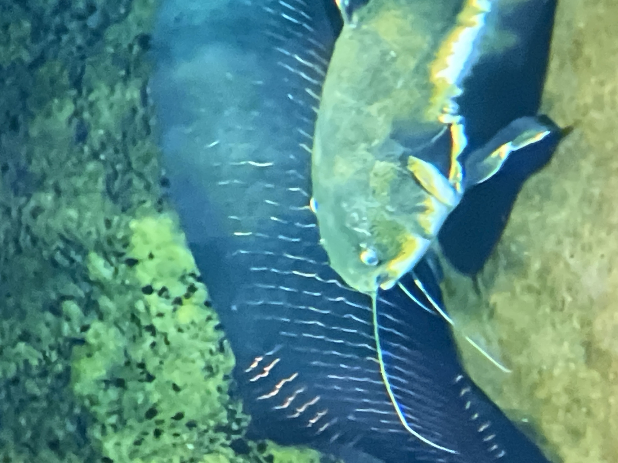 The image shows two fish in an aquarium. In the foreground, a catfish with barbels is visible. Its body is greenish-yellow, with iridescent highlights. In the background, a larger, dark-colored fish with visible fin rays is partially obscured. The environment appears to be an aquarium with green, rocky substrates and murky water, suggesting an underwater habitat. No specific location in Casablanca, Morocco, can be identified from the image.