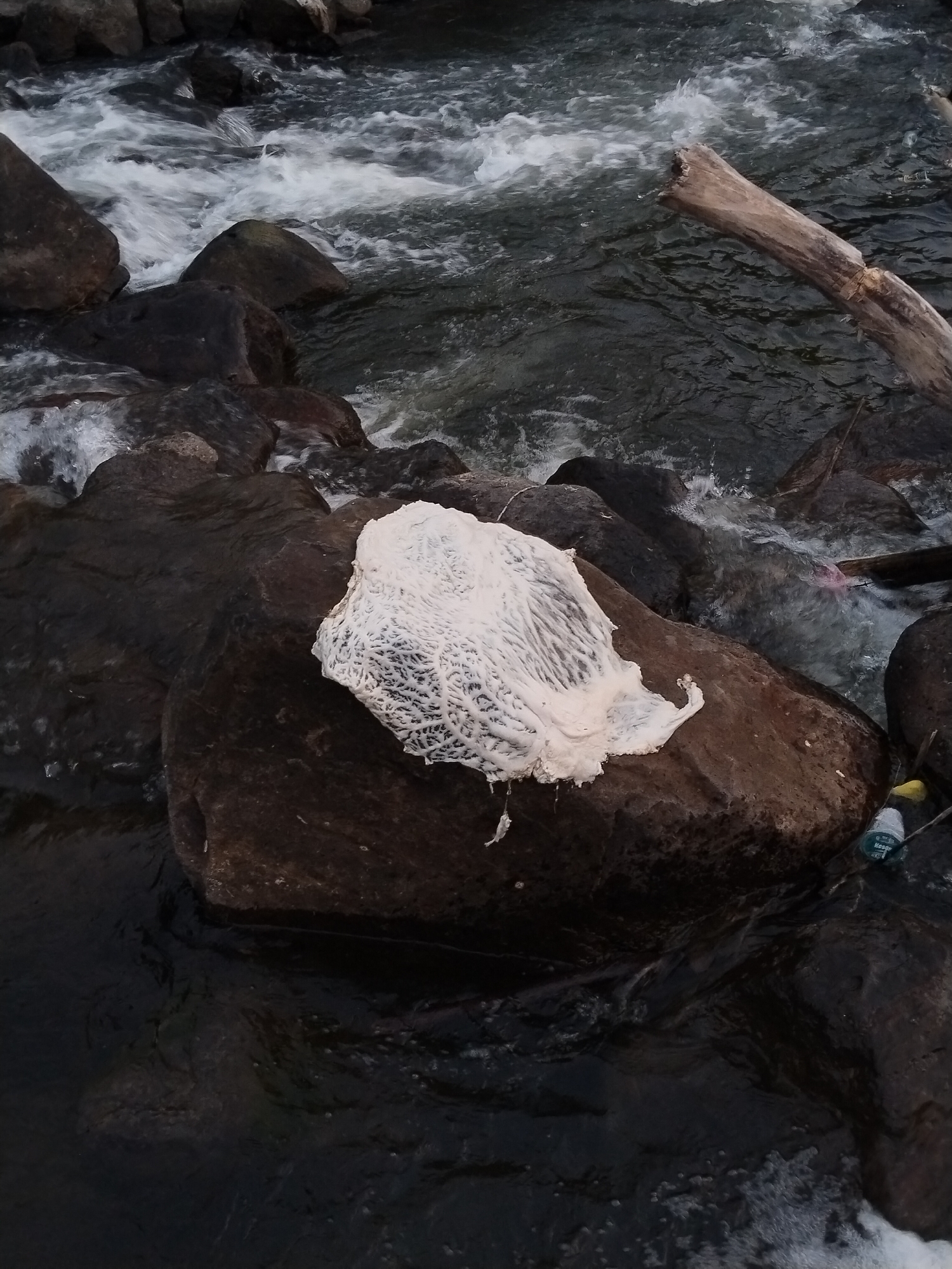 The image depicts a body of water, possibly a river or stream, with rocky banks. A large, amorphous white object rests on one of the rocks near the water's edge. The water is flowing rapidly around and between the rocks. A branch or log is partially submerged in the water. There is also some debris in the environment like a bottle with the word "Keseg" on it. The location is inferred to be near Ganten, Indonesia, as per the prompt.
