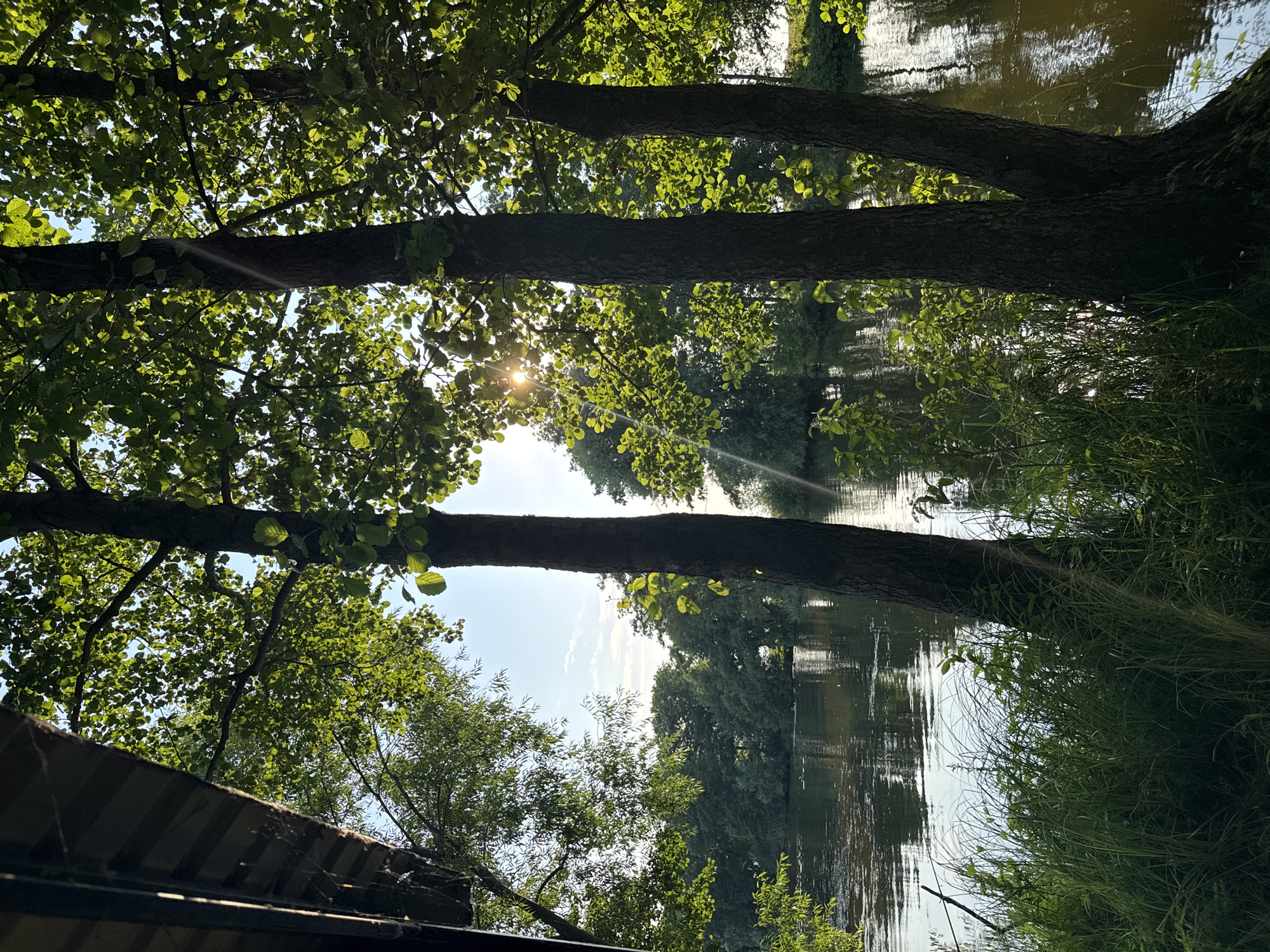 The image depicts a tranquil natural scene with a focus on a body of water, likely a river or lake, surrounded by lush greenery. Three prominent trees with rough bark and dense foliage stand in the foreground, their leaves illuminated by sunlight filtering through them. The sun, partially obscured by the trees, casts a warm glow and creates a sunburst effect. The water's surface is calm, reflecting the surrounding trees and the sky, with ripples suggesting a gentle current. Tall green grass and other vegetation grow along the water's edge in the foreground, adding to the wild, untamed feel of the environment. In the background, a dense line of trees forms a natural border along the far bank of the water. The sky is a light blue with scattered white clouds. The overall impression is one of peacefulness and natural beauty. The location is identified as Борискино, Russia, suggesting a rural or semi-rural setting within the city's broader administrative area. There are no visible people, animals, or man-made structures other than a hint of what appears to be a wooden overhang or roof on the far left edge of the frame, possibly part of a small shelter or building.