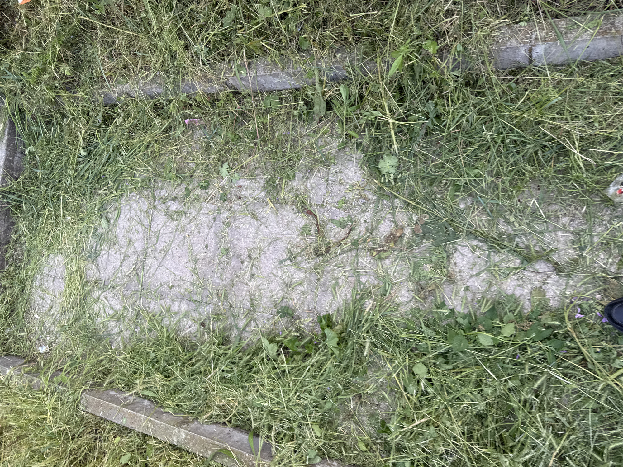 The image shows an overgrown pathway in Lovech, Bulgaria. The pathway is concrete, partially covered in grass and weeds. Concrete borders delineate the path. The scene appears neglected, with untrimmed vegetation obscuring the path's surface. A portion of a black shoe or object is visible in the lower right corner. No people are visible.