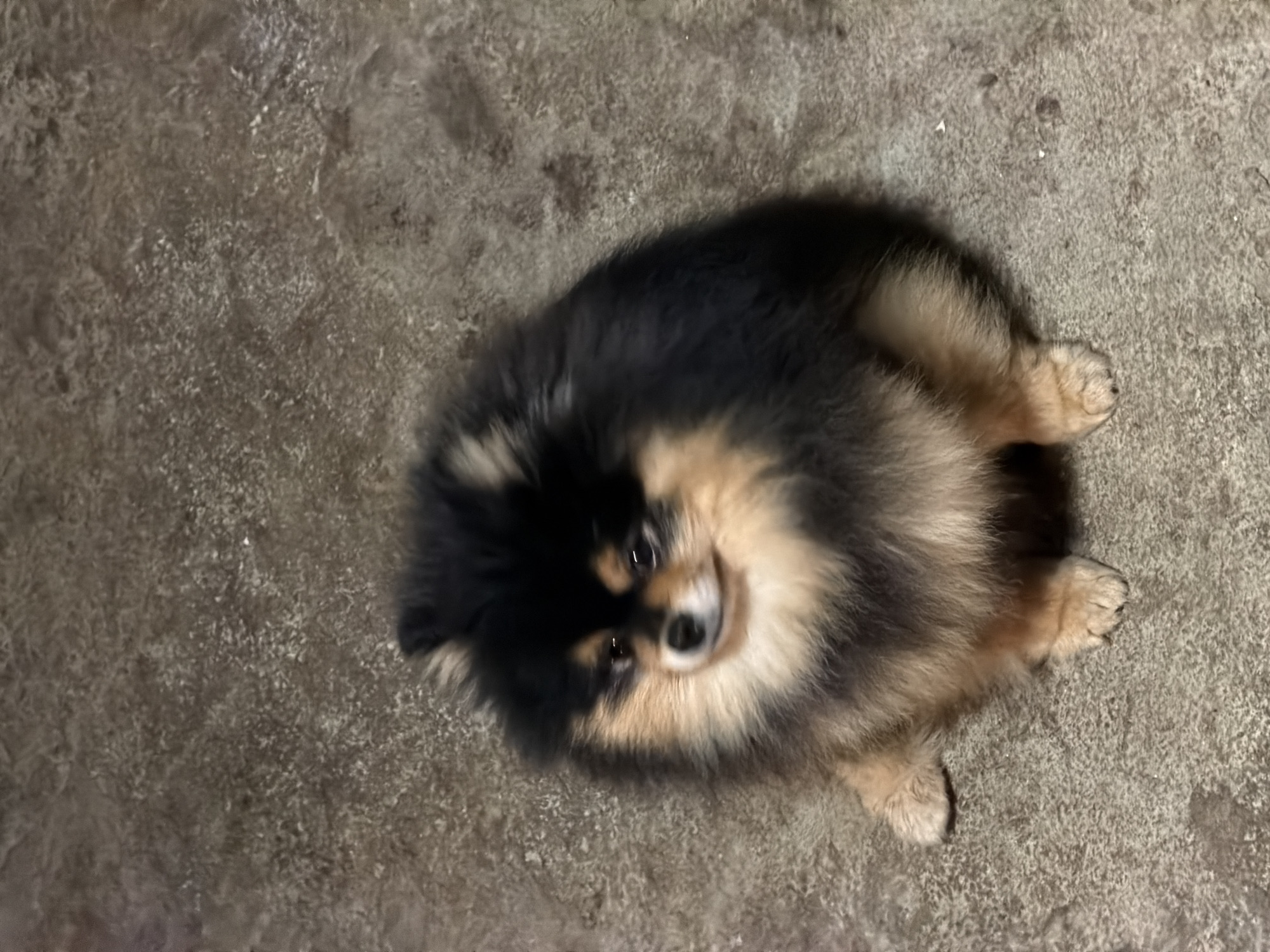 The image captures a small, fluffy dog, likely a Pomeranian, with striking black and tan markings. The dog is positioned on a textured, greyish-brown surface that appears to be concrete or a similar rough pavement. It is looking upwards directly into the camera with an alert and seemingly curious or friendly expression. Its eyes are dark and prominent, and its muzzle features lighter tan fur. The dog's coat is voluminous and well-groomed, showcasing its distinct two-tone coloring. Tan fur is visible on its chest, legs, and around its face, contrasting with the darker fur on its back and head. The lighting in the image is somewhat dim, casting subtle shadows and contributing to a slightly soft focus, particularly around the edges of the dog. There are no other subjects, objects, or discernible text visible in the frame. The setting appears to be an indoor space or a sheltered outdoor area, possibly in Panagyurishte, Bulgaria, as indicated by the location context.