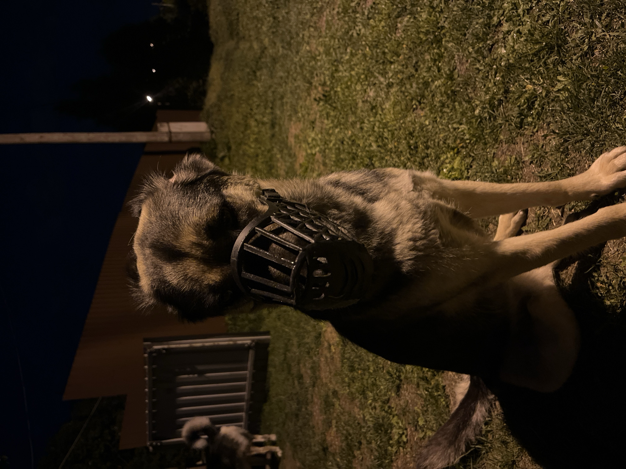 A dog with a black cage muzzle is lying on the grass in the dark. There's a building, streetlights, and a smaller dog in the background. The location is presumed to be Nizhny Tagil, Russia.