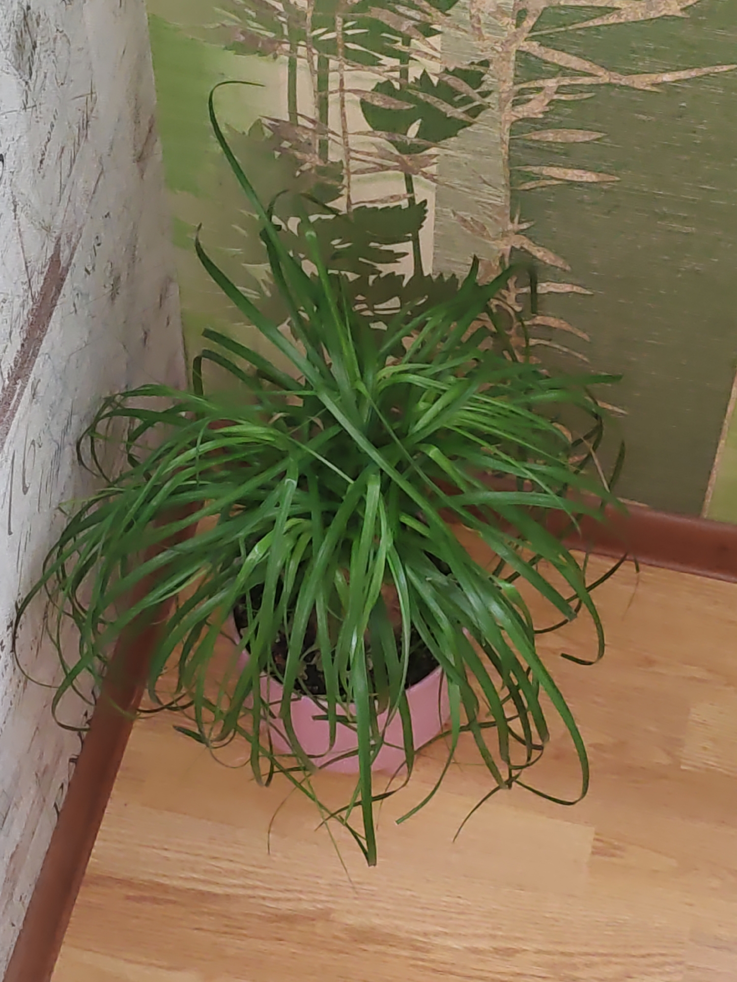 A houseplant with long, green, arching leaves is in a pink pot. The pot sits on a light brown wooden floor in a corner formed by two walls. One wall on the left is textured and light-colored with some darker vertical lines. The other wall in the background has a green mural depicting trees. A brown baseboard runs along the bottom of the walls. The scene is indoors, likely in a residential setting. The image does not contain any information that would allow it to be associated with Rostov-on-Don, Russia.