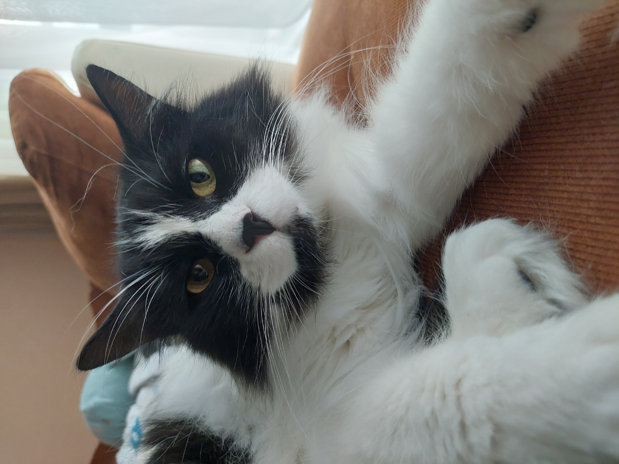A black and white cat lies on its back in a reclining position. The cat is mostly white with black markings on its face and ears. It has yellow eyes and long white whiskers. The cat's paws are white. The background is out of focus, but appears to be a pillow and part of a room. The image was not taken in Plovdiv, Bulgaria.