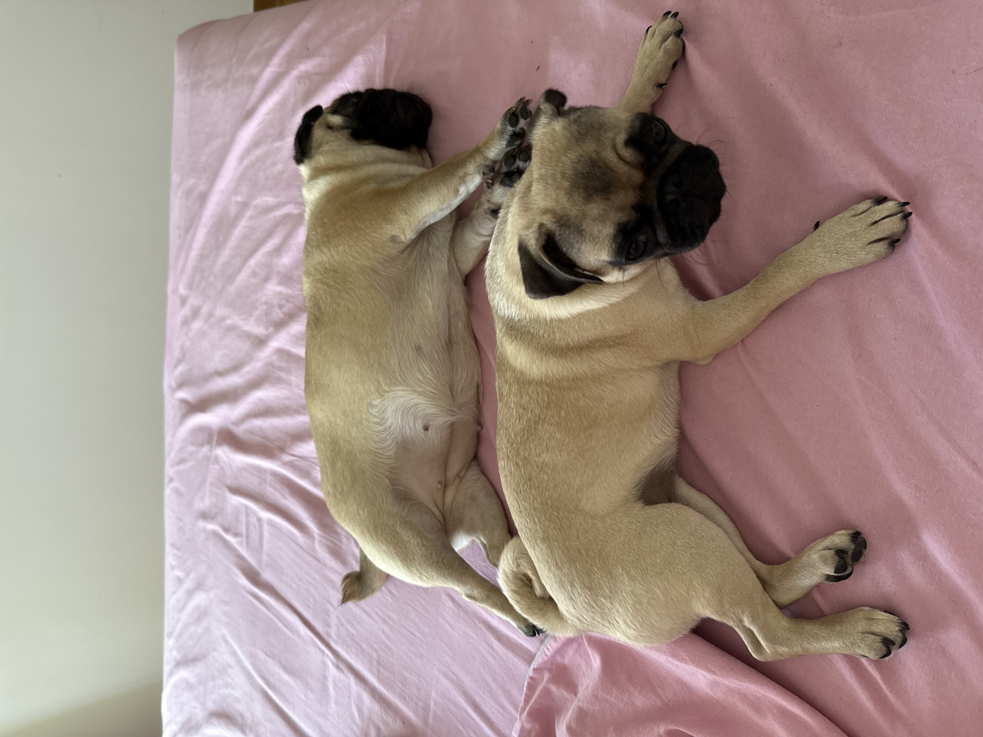 Two fawn-colored pug dogs are lying on a pink-colored sheet-covered bed. The dog in the foreground is lying on its side, facing the camera with its head turned to the right. The dog in the background is also lying on its side, facing away from the camera, with its head resting on its paws. The bed is covered with a pink sheet that is slightly rumpled. The background is a plain, light-colored wall. The image is taken from a high angle, looking down at the dogs.