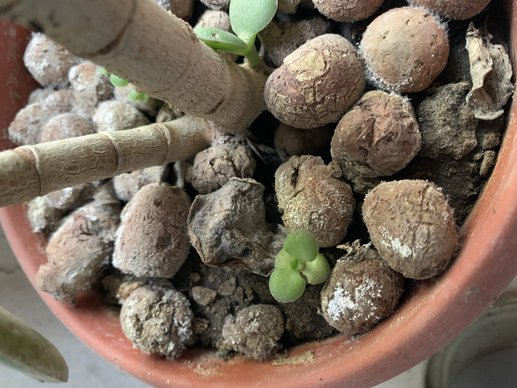 An overhead shot shows a plant in a terracotta pot. The stem of the plant is light brown and has several offshoots. The potting medium consists of brown clay pebbles with some finer dark soil. Some of the pebbles have a white powdery substance on them. A small green seedling is visible amidst the pebbles. The setting is indoors.