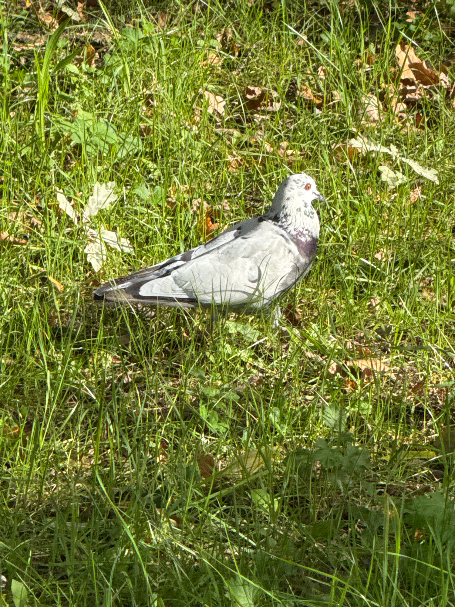 A pigeon stands on a patch of grass in a park. The pigeon is light gray with darker gray and black markings on its wings and tail. Its chest is white, and it has a reddish-orange eye. The grass is green and appears to be well-maintained, with some fallen leaves scattered on the ground. The scene is bathed in sunlight, creating shadows on the grass. The overall impression is a natural, outdoor environment.