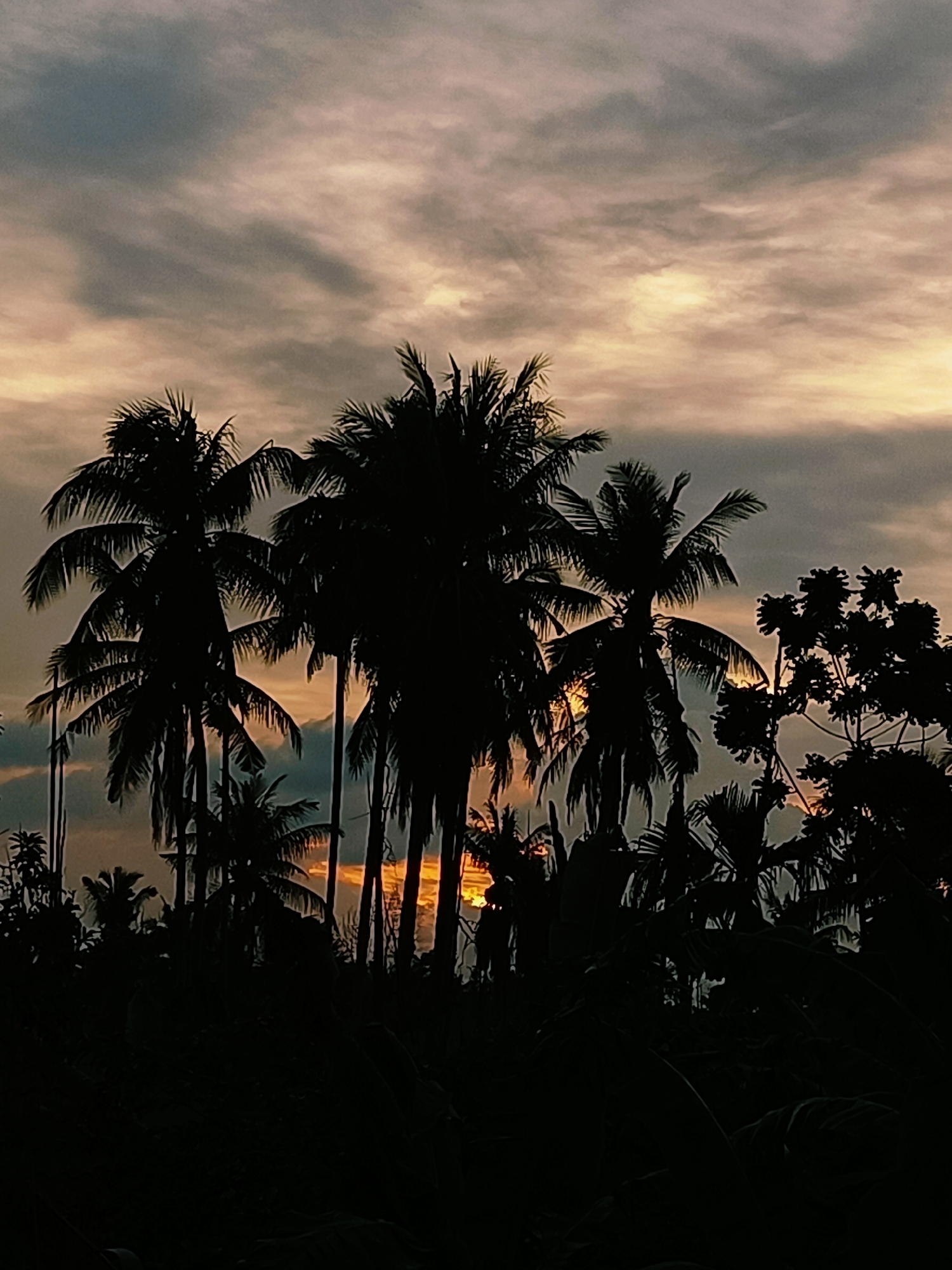 A silhouette of coconut palm trees against a dramatic sky is captured at dusk in Blang Cut, Indonesia. The foreground is dominated by the dark, dense foliage of the trees, with their fronds fanning out against the horizon. The sky displays a gradient of colors, transitioning from dark gray clouds at the top to warmer tones of orange and yellow closer to the setting sun, which is partially obscured by the trees. The overall scene evokes a sense of tropical tranquility.
