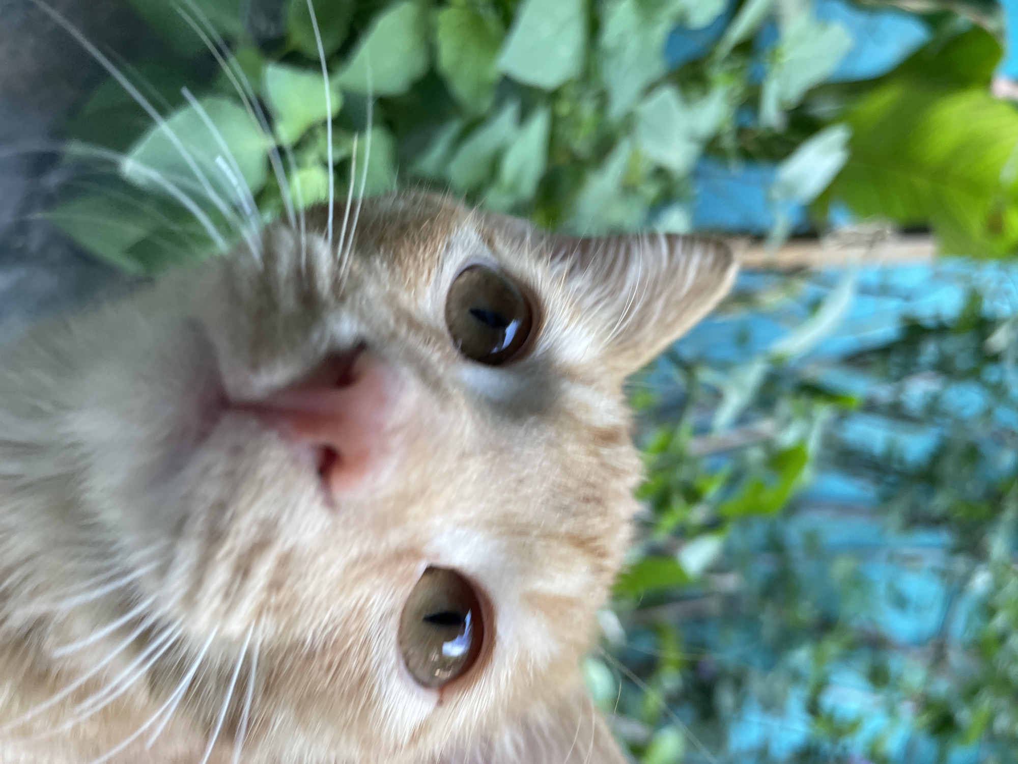An extreme close-up, eye-level shot features the face of an orange tabby cat. The cat's fur is short and ranges in color from light cream to a slightly darker orange. Its eyes are large, round, and a golden-brown color with vertically slitted pupils. The cat's nose is a soft pink, and its whiskers are long and white. The background is blurred and consists of lush green foliage and a bright blue structure, possibly a fence or wall. The overall impression is that of a domestic cat in an outdoor, garden-like setting. There is no identifiable location within the city of Almaty, Kazakhstan.