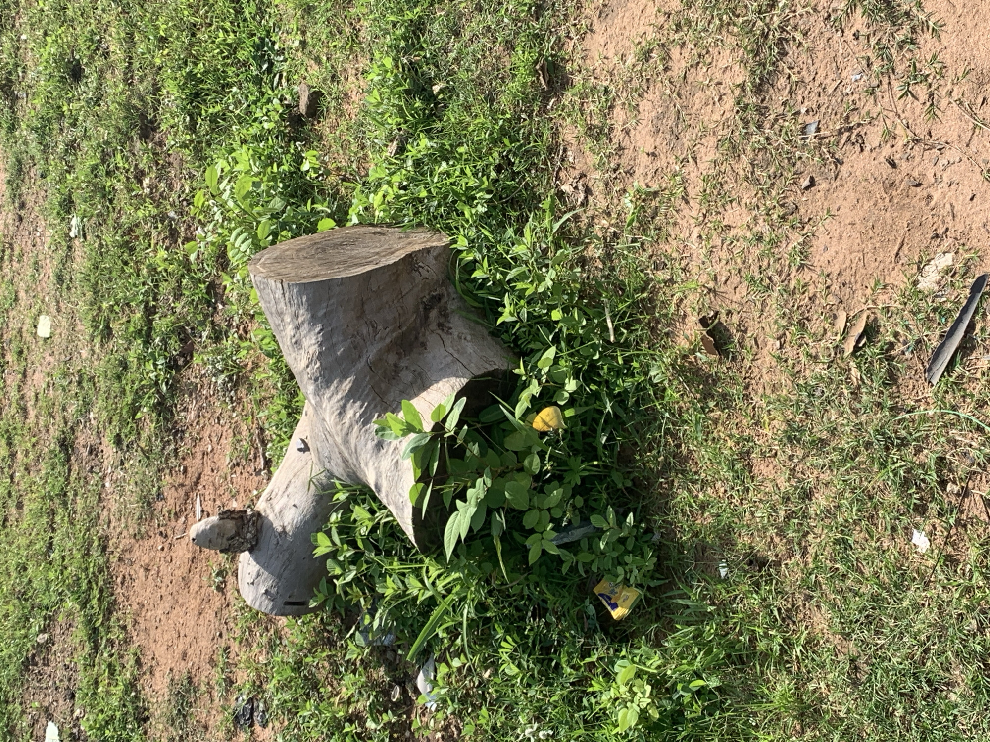 A log is lying on the ground in a grassy, dirt area. A small, carved figure made of wood is perched on top of the log. Green plants are growing around the log, and there is a yellow flower visible among the plants. The ground is a mixture of dirt and short grass, and there are some small pieces of trash scattered in the area. The lighting suggests it is daytime.