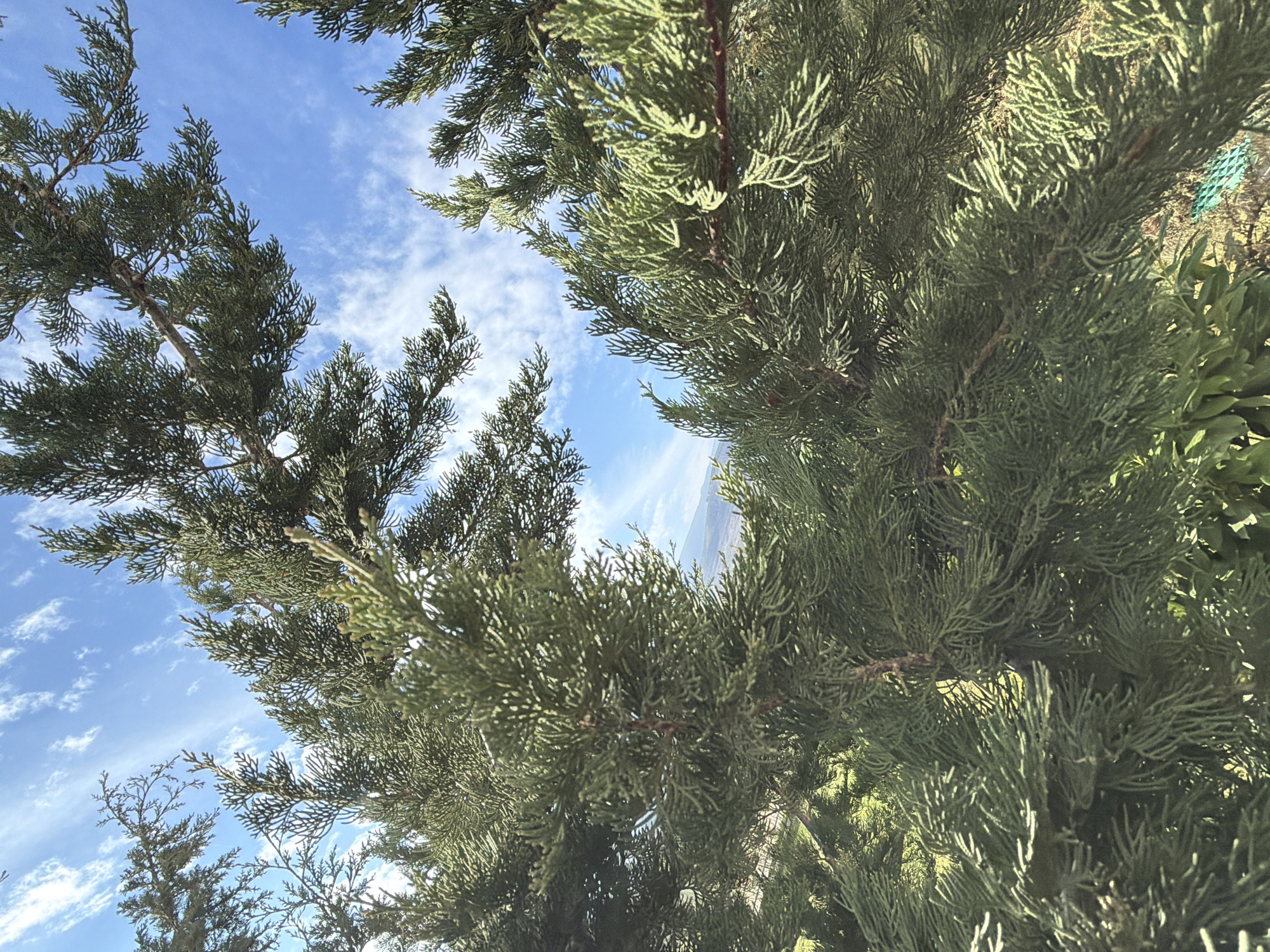 A low-angle shot looking up through the branches of evergreen trees (likely cypress or similar) towards a blue sky with wispy clouds. The location is likely Parvenets, Bulgaria based on the user's prompt, but no elements in the image directly confirm the specific location. No people or animals are visible. The scene depicts a natural environment with the focus on the trees and the sky. The lighting appears bright, suggesting daytime. Some other foliage and potentially a structure are visible in the background, obscured by the primary trees.