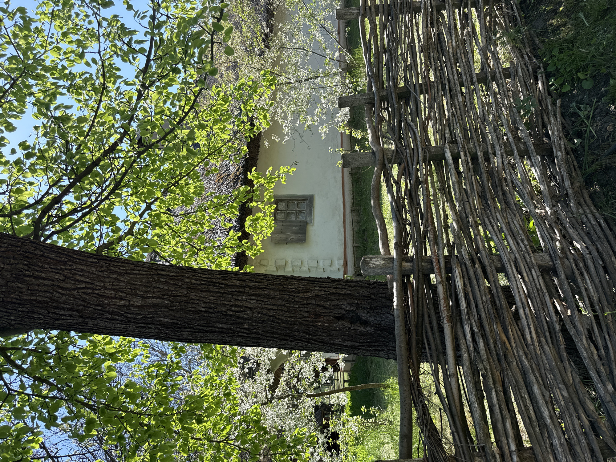 A daytime shot from the city of Kyiv, Ukraine, depicts a rustic scene featuring a traditional white house with a thatched roof and a wooden window. In the foreground is a thick tree trunk and tree with green leaves and a fence constructed of woven branches.