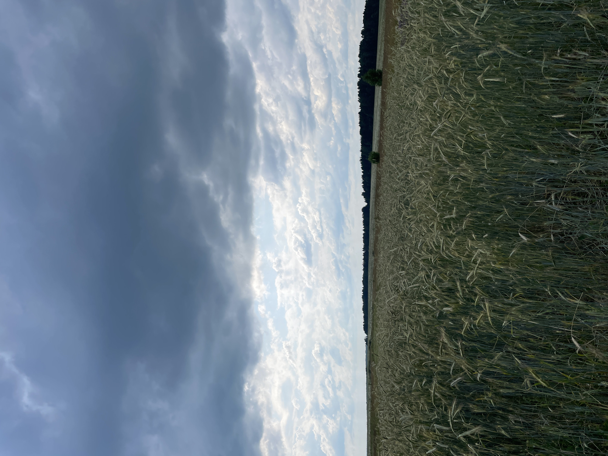 This is a vertical, outdoor, eye-level photograph of a field of grain, likely rye, under a dramatic sky. The scene is divided into two distinct halves by a dark line of trees in the distance. The left half of the image is dominated by a stormy, dark gray sky filled with thick clouds that create a sense of impending weather. The right half of the sky is brighter, with scattered white clouds against a lighter blue background, suggesting a transition or a clearing.
The foreground and midground on the right side of the image are filled with a dense field of grain, appearing green with hints of lighter tones suggesting ripeness or drying. The stalks are tall and appear to be swaying. A dark line of trees forms the horizon, separating the field from the sky. Two small, dark green bushes or young trees are visible in the field near the tree line. The overall impression is one of nature's power and the beauty of agricultural landscapes.
The image appears to be taken in the late afternoon or early evening, given the quality of light and the mix of light and dark clouds. The location is identified as Сям-Можга, Russia. There is no visible text in the image. The scene evokes a feeling of awe inspired by the vastness of the sky and the natural world.
